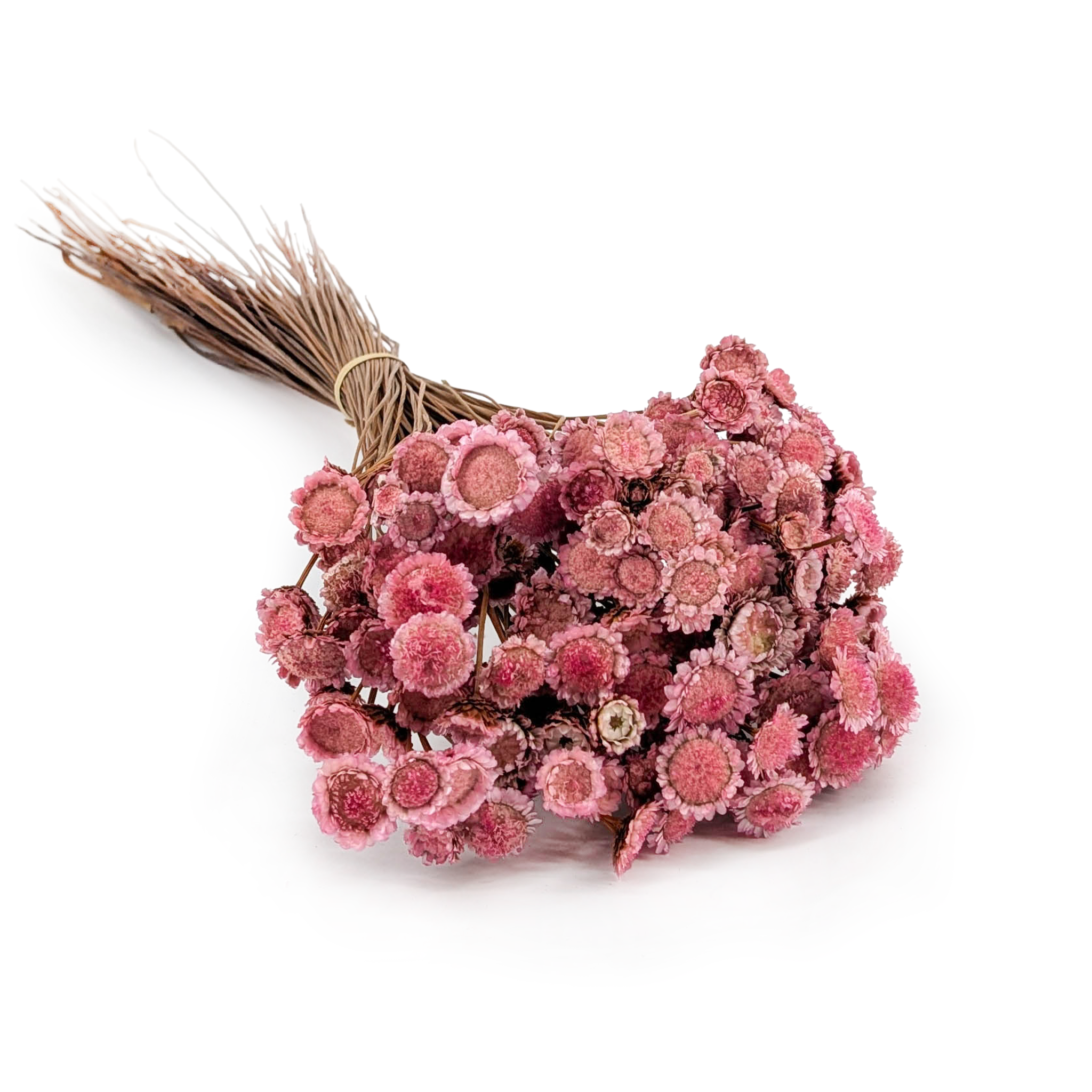 Glixia Getrocknete BIG - (Comanthera) - Rosa