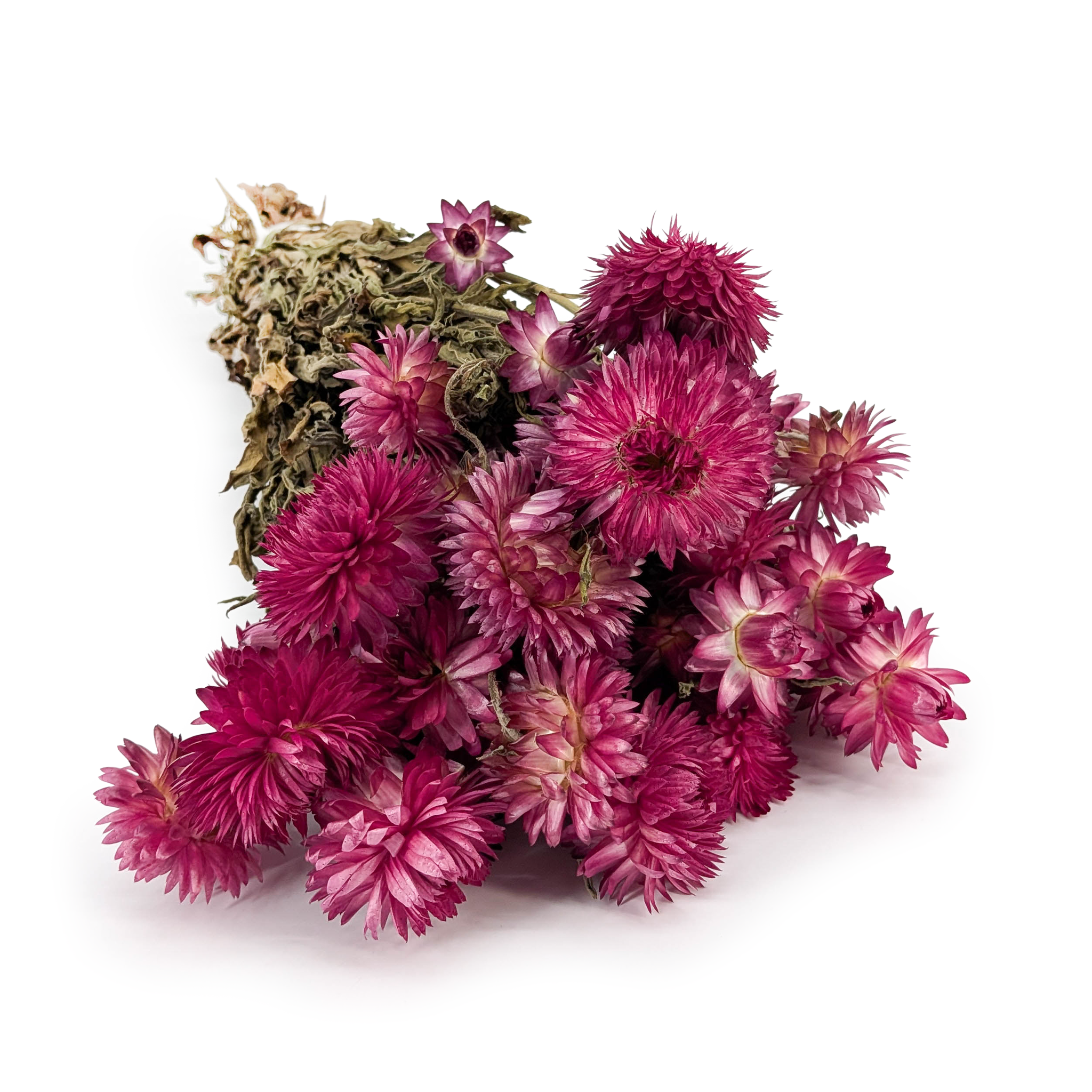 Getrocknete Strohblume Granvia® - (Helichrysum Granvia®) - Rosa