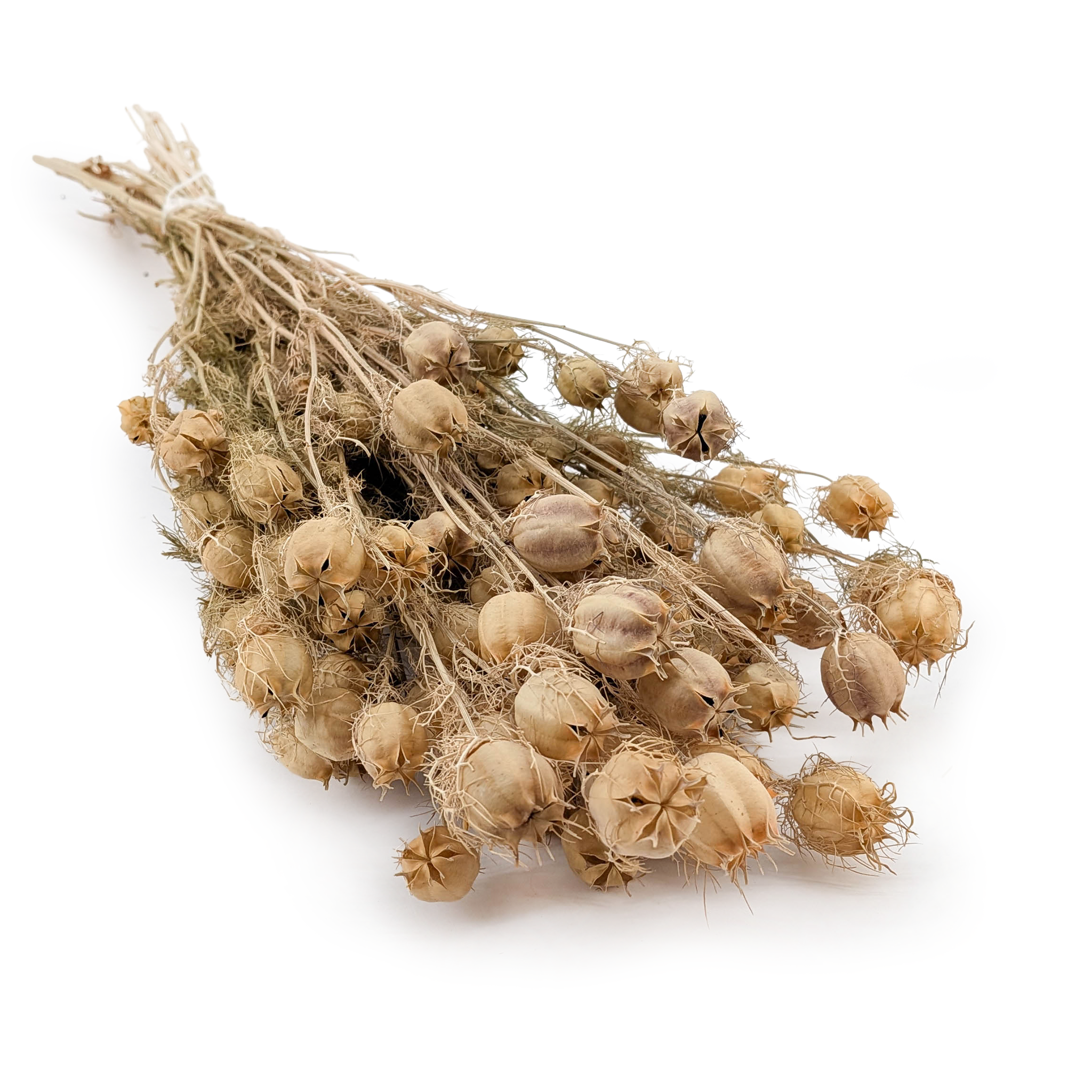Nigella - (Nigella Damascena) - Grün