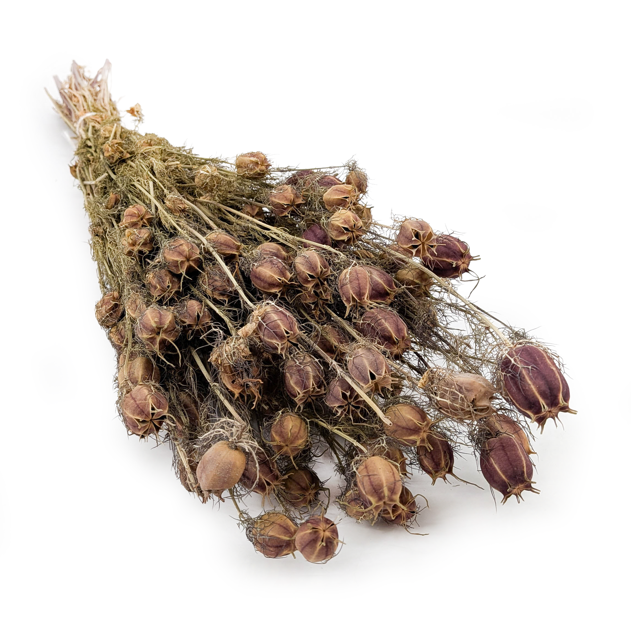 Nigella - (Nigella Damascena) - Rot