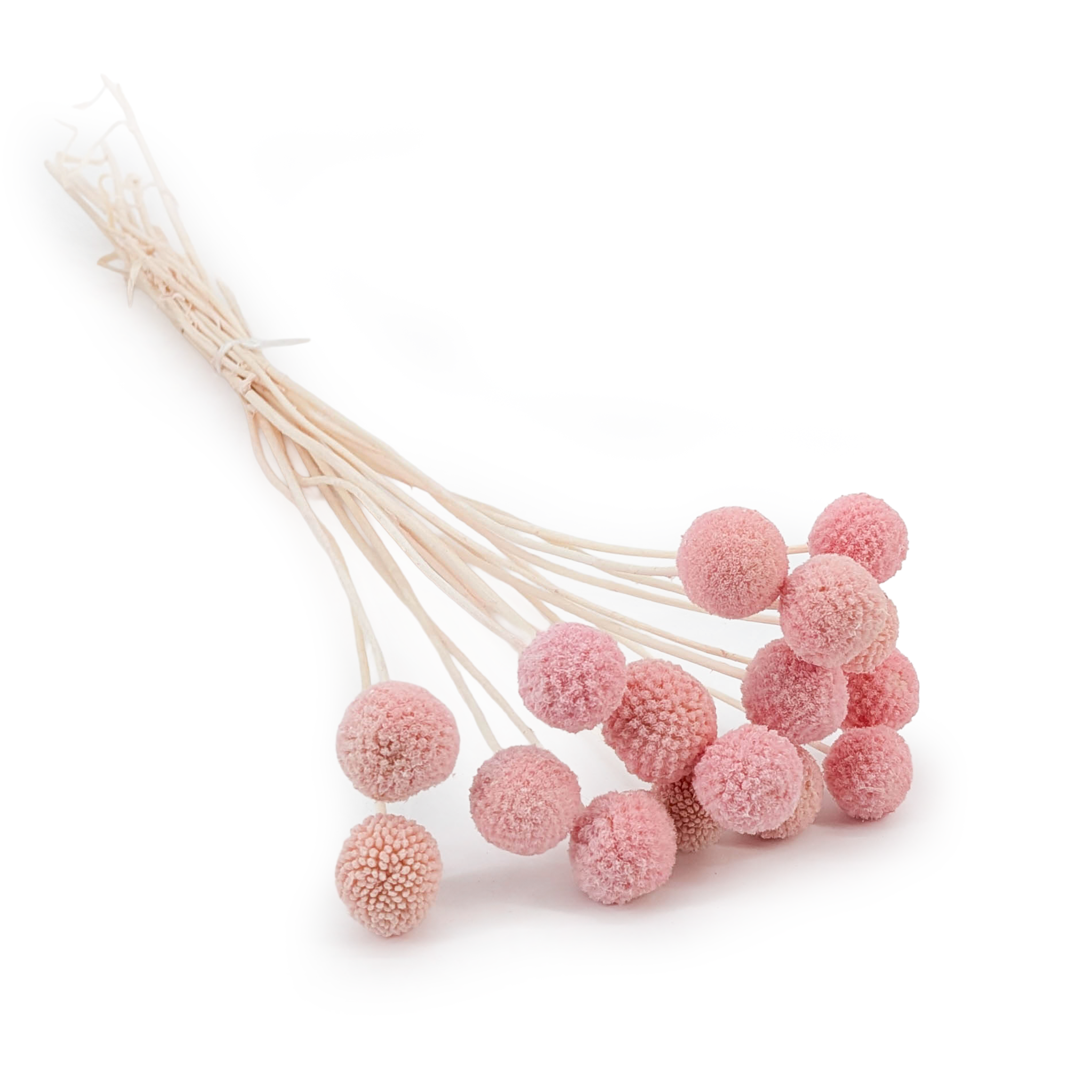 Craspedia - (Natürliche Extra Craspedia) - Bouquet mit 15 Stk.
