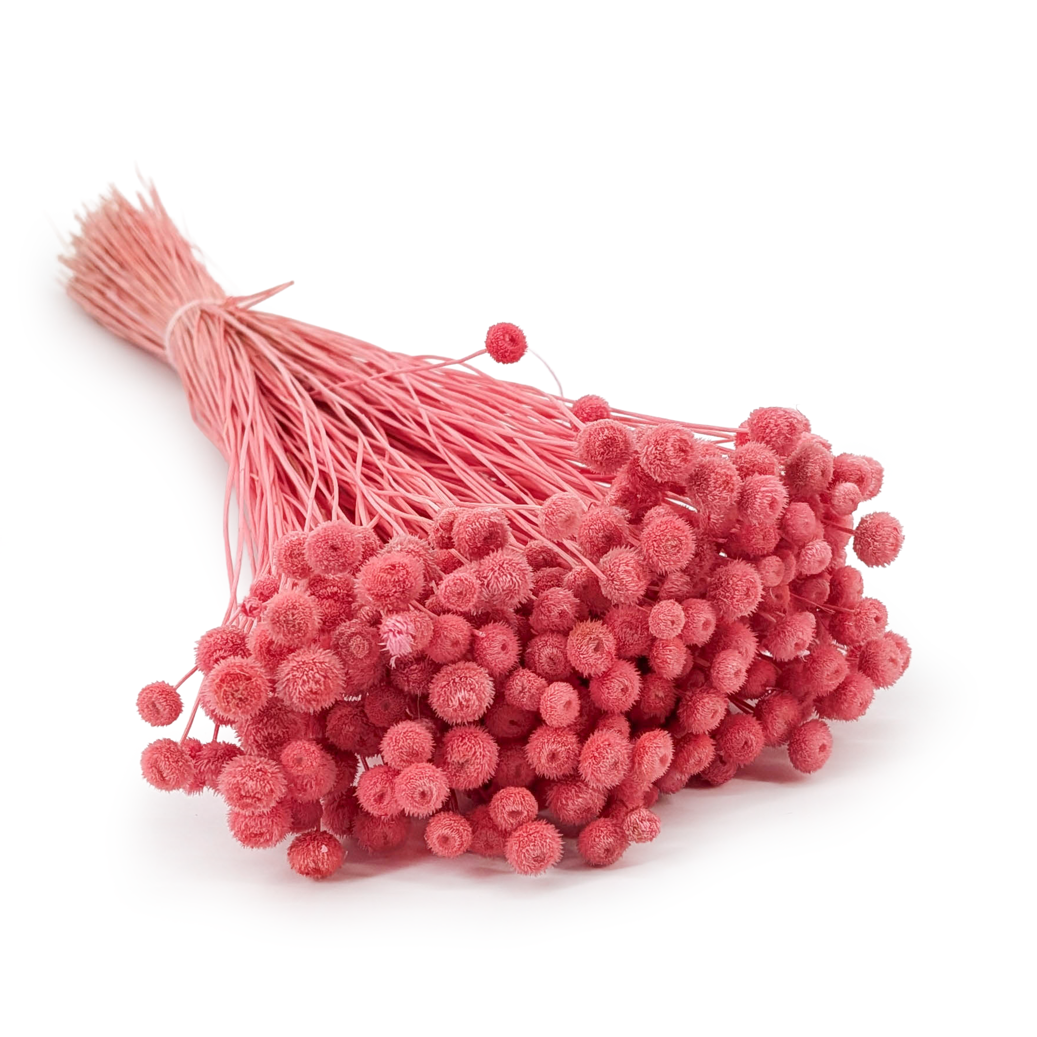 Botao Amarelino Getrocknete - (Amarelinho) - Rote-Bete