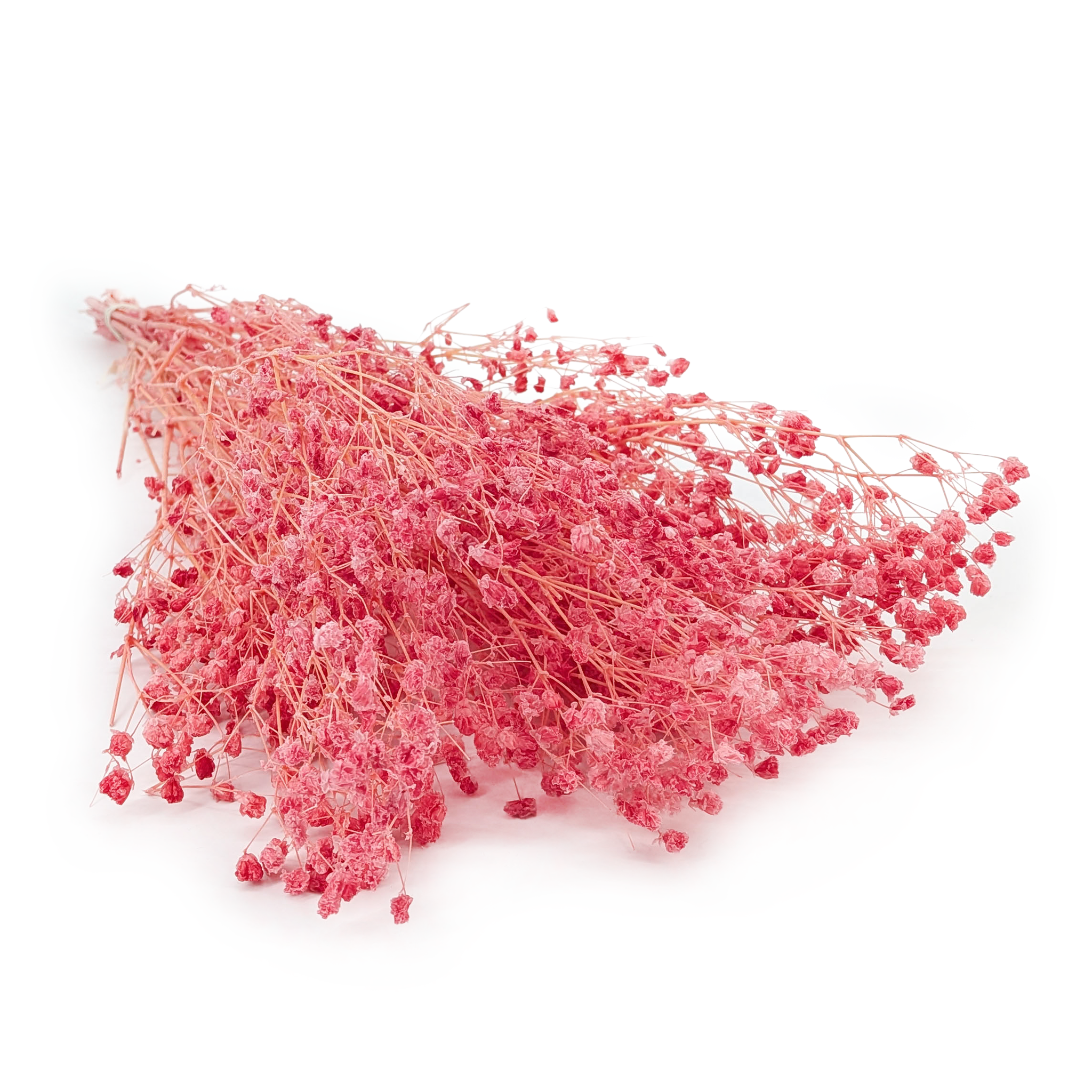 Stabilisierte Schleierkraut - (Gypsophila) - Himbeerrosa