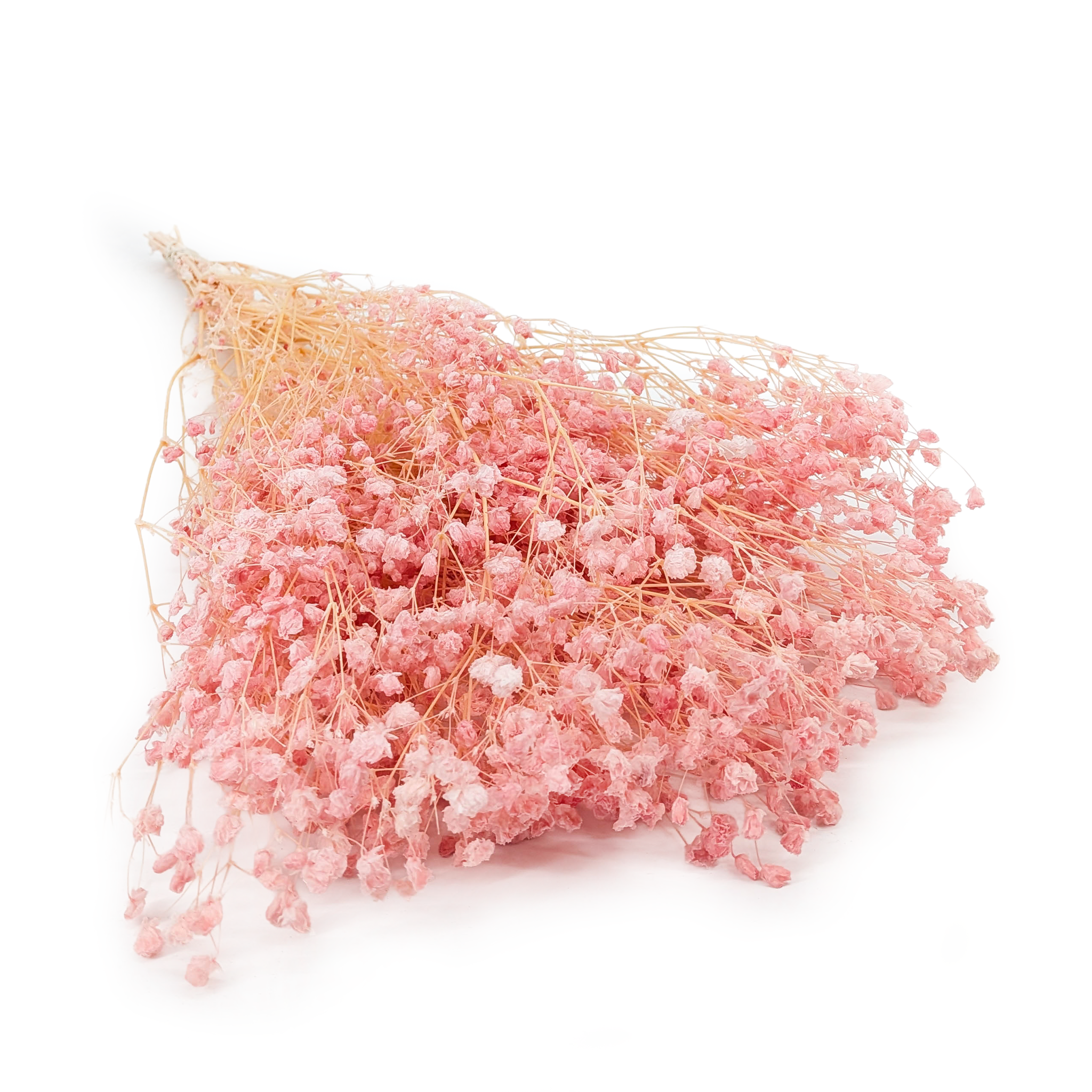 Stabilisierte Schleierkraut - (Gypsophila) - Rosa