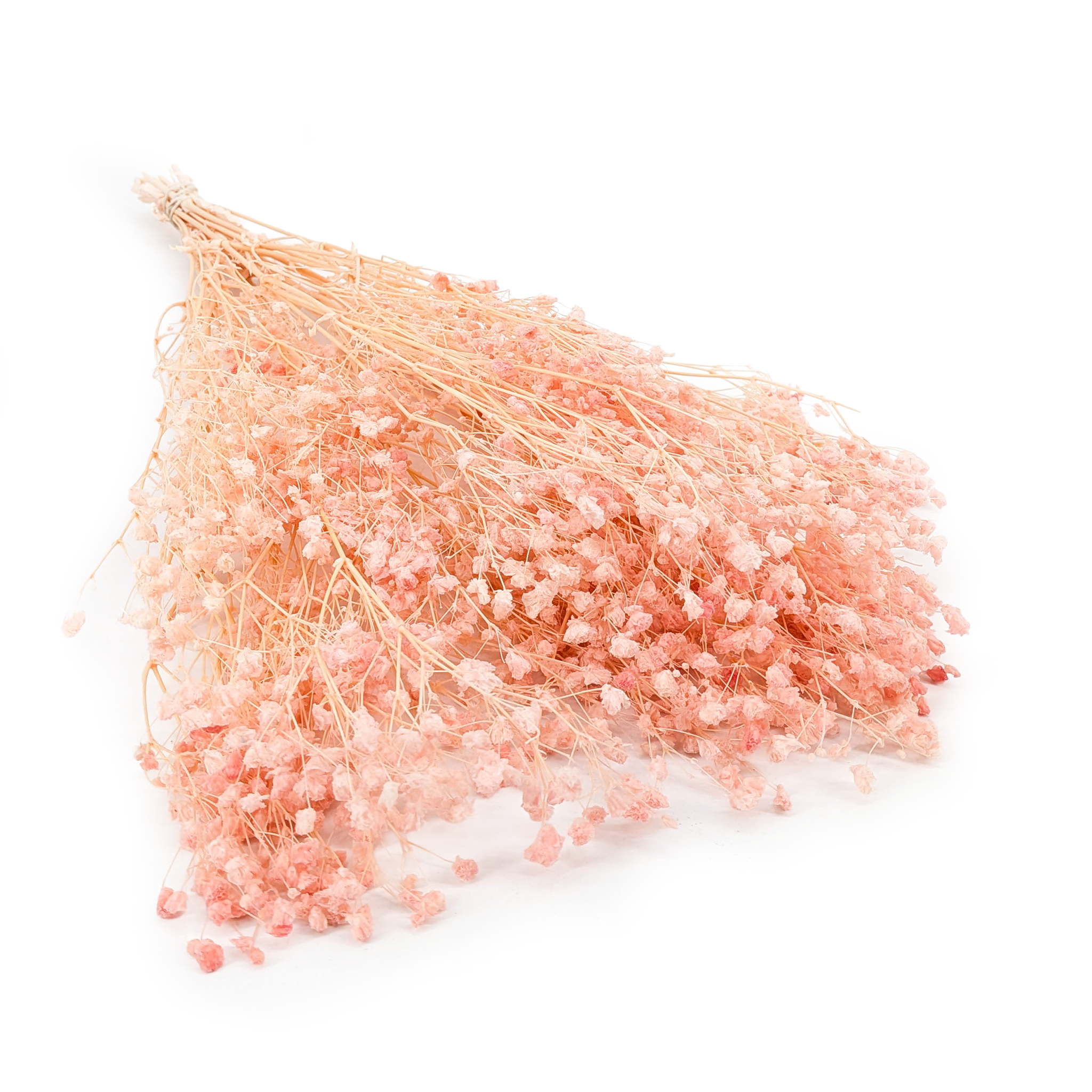 Stabilisierte Schleierkraut - (Gypsophila) - Zartrosa