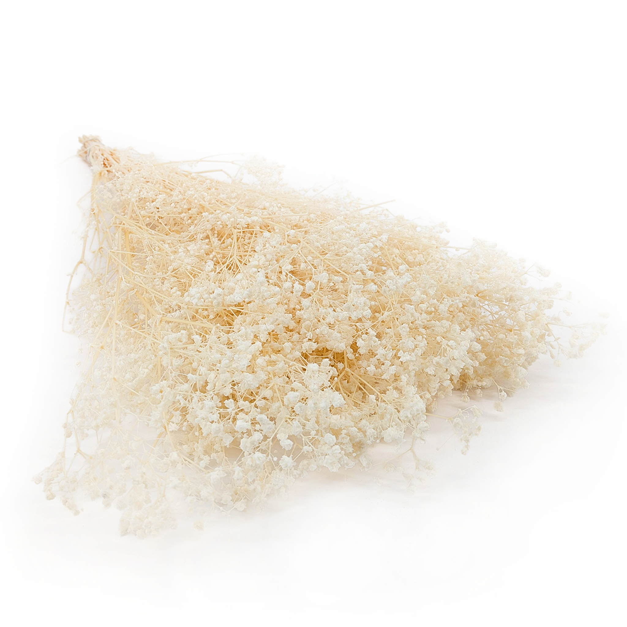Stabilisierte Schleierkraut - (Gypsophila) - Creme