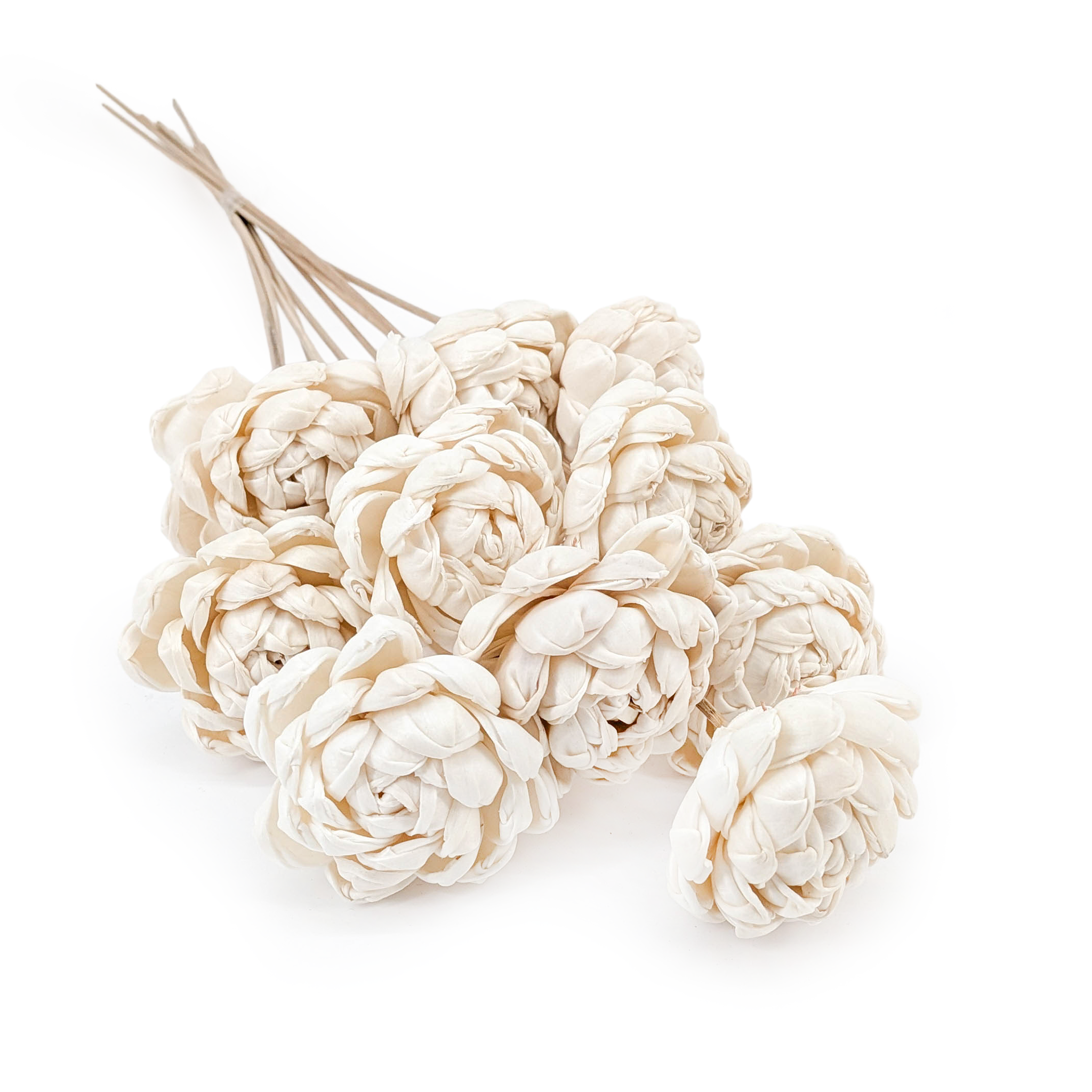 Shola Blume – (Sola Dahlia) – am Stiel – 10 Stk
