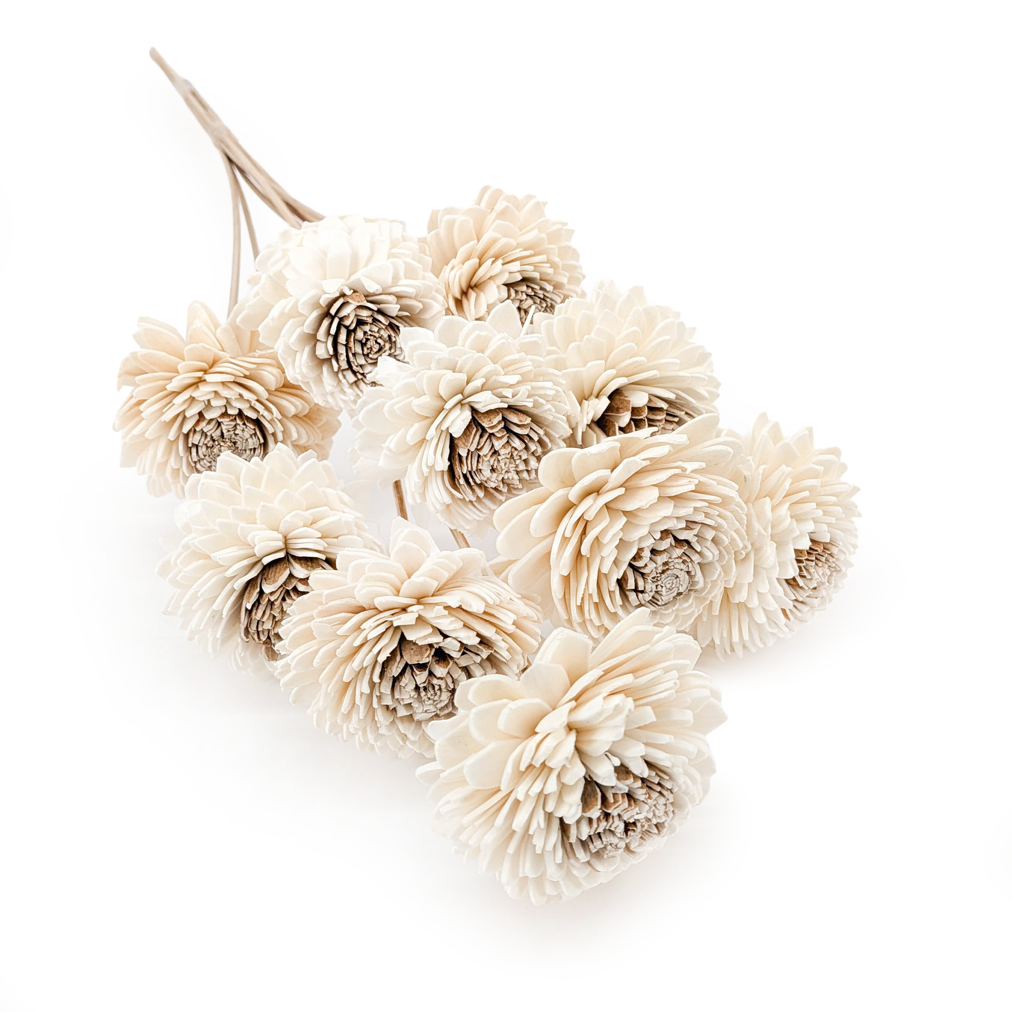 Shola Blume – (Sola Skin Zinnia) – am Stiel – 10 Stk