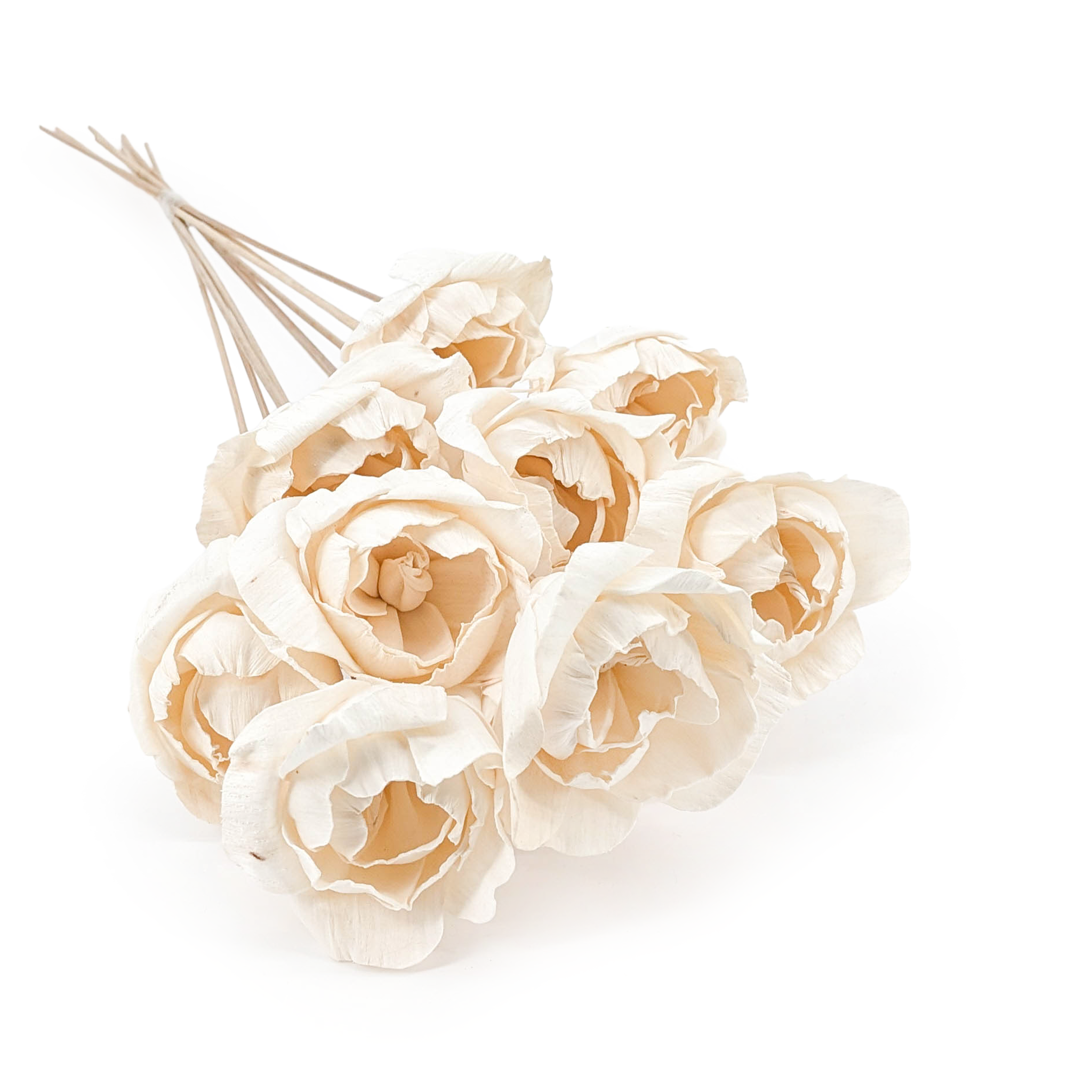 Shola Blume – (Sola Peony) – am Stiel – 10 Stk