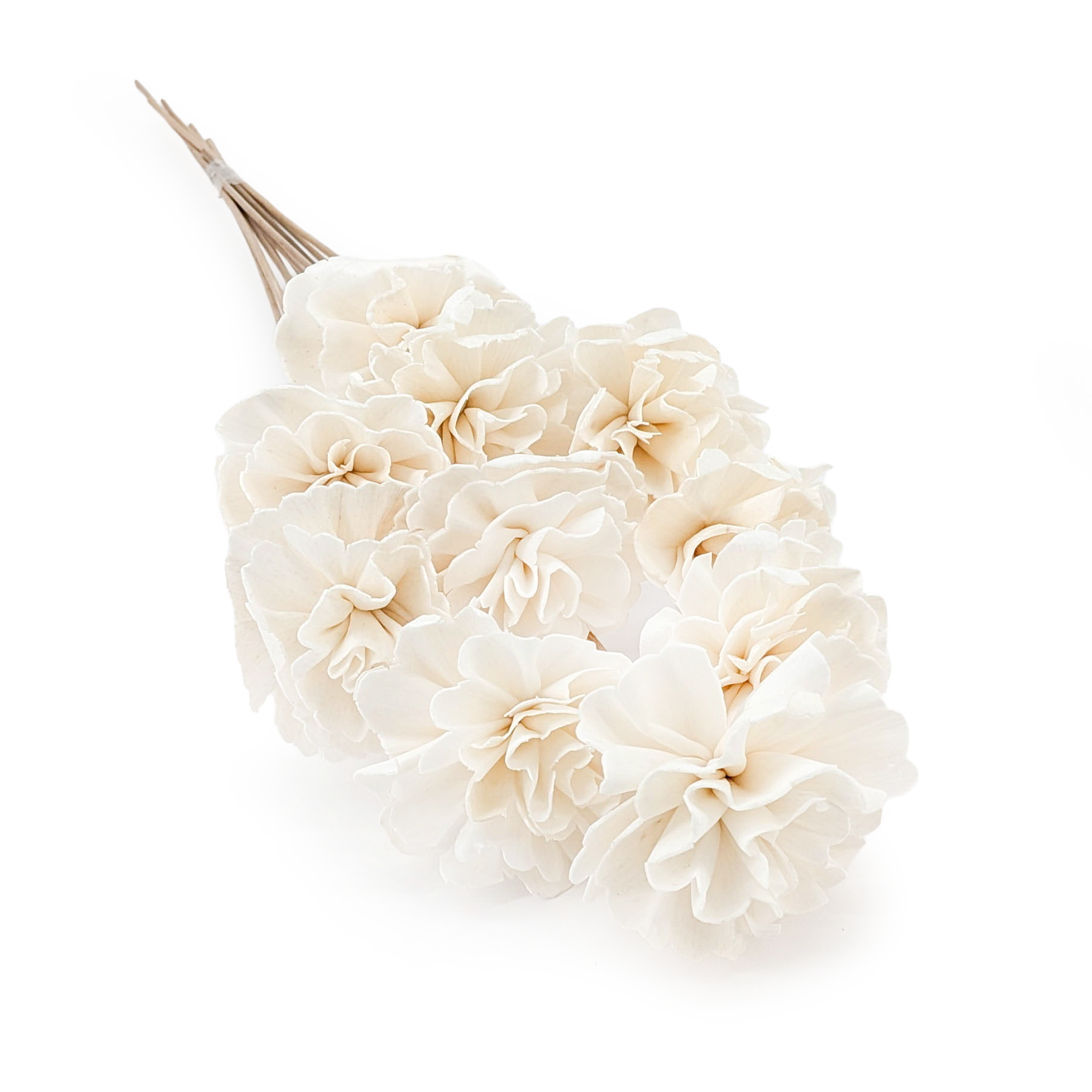 Shola Blume – (Sola Carnation) – am Stiel – 10 Stk