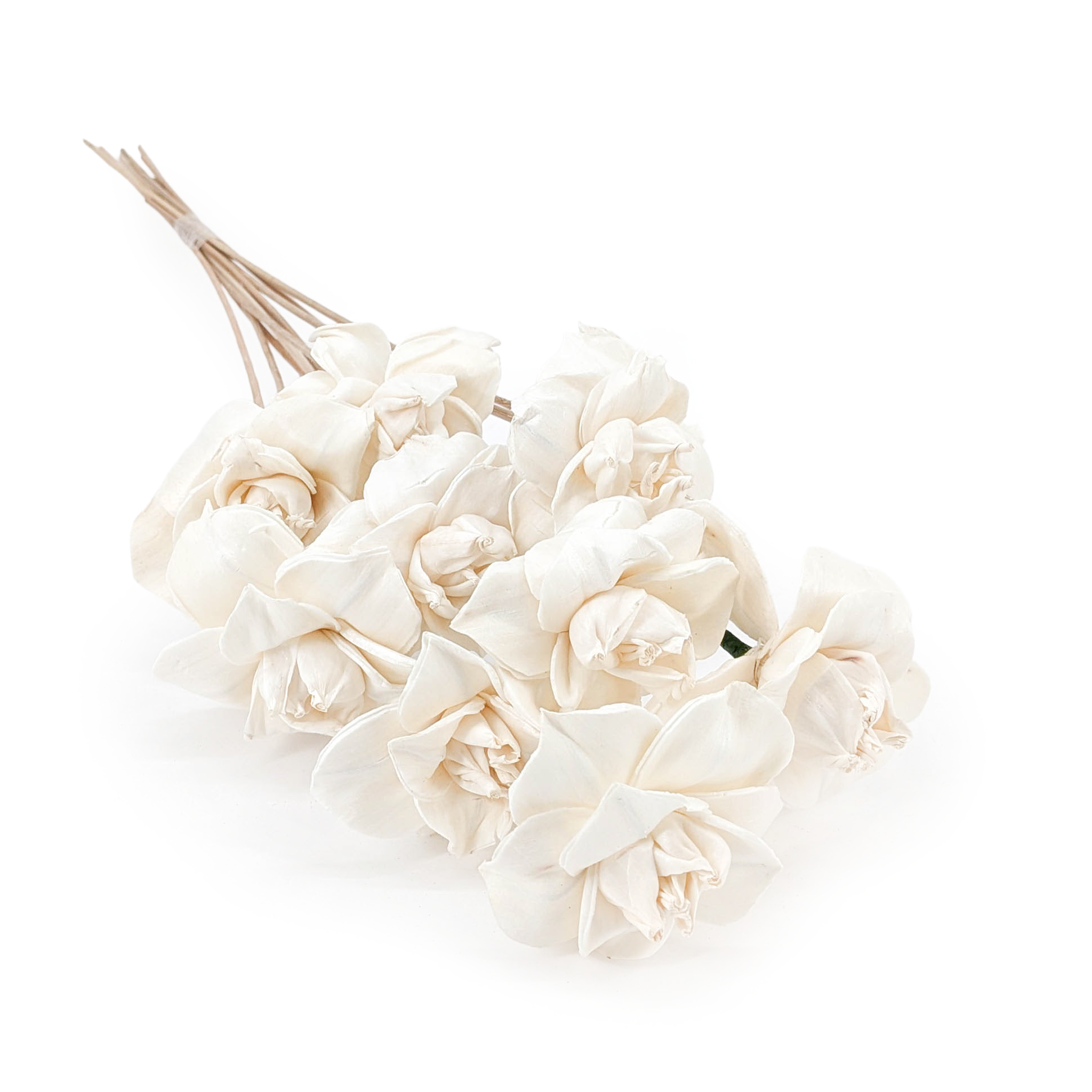 Shola Blume – (Sola Begonia) – am Stiel – 10 Stk