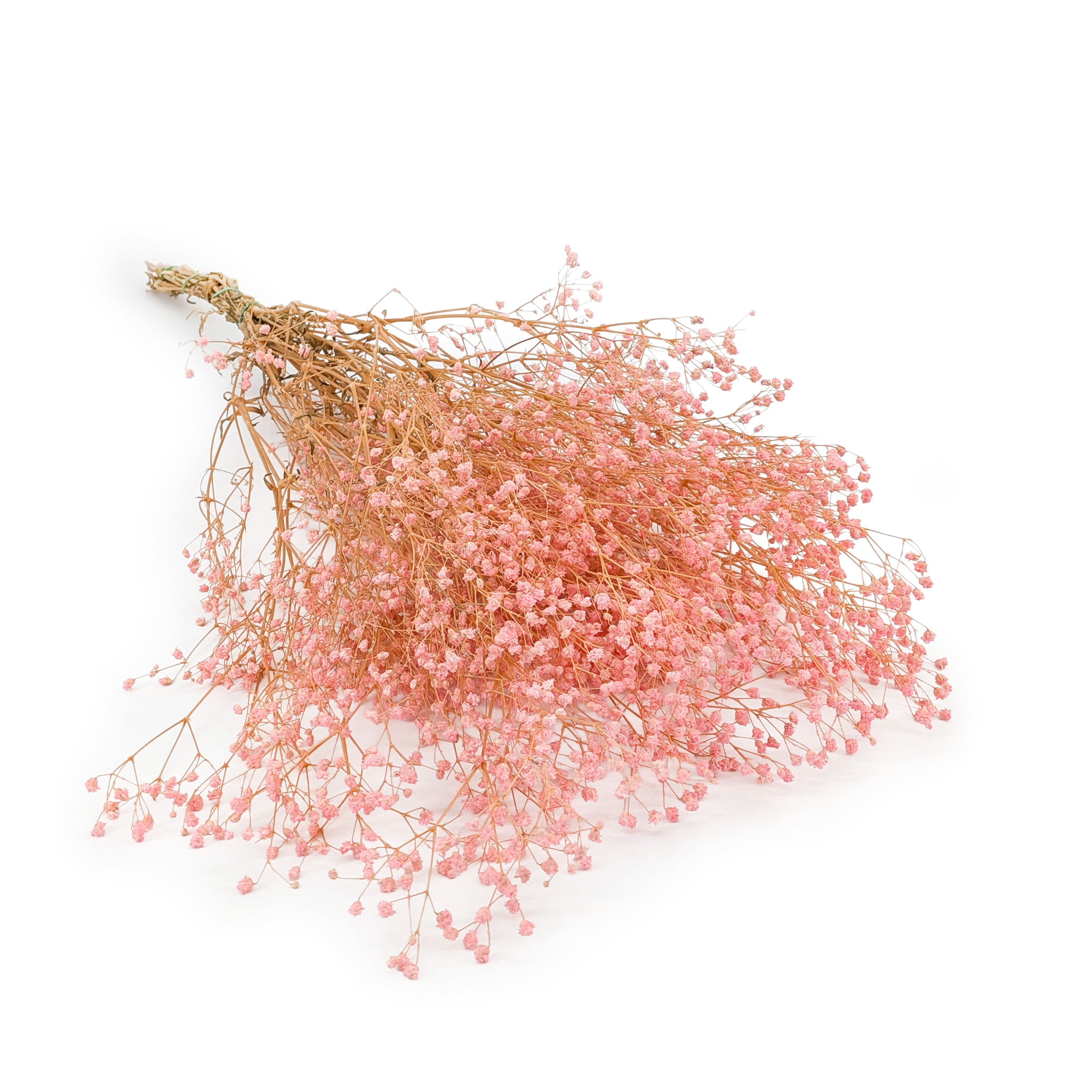 Stabilisierte Schleierkraut - (gypsophila) - Pastellrosa