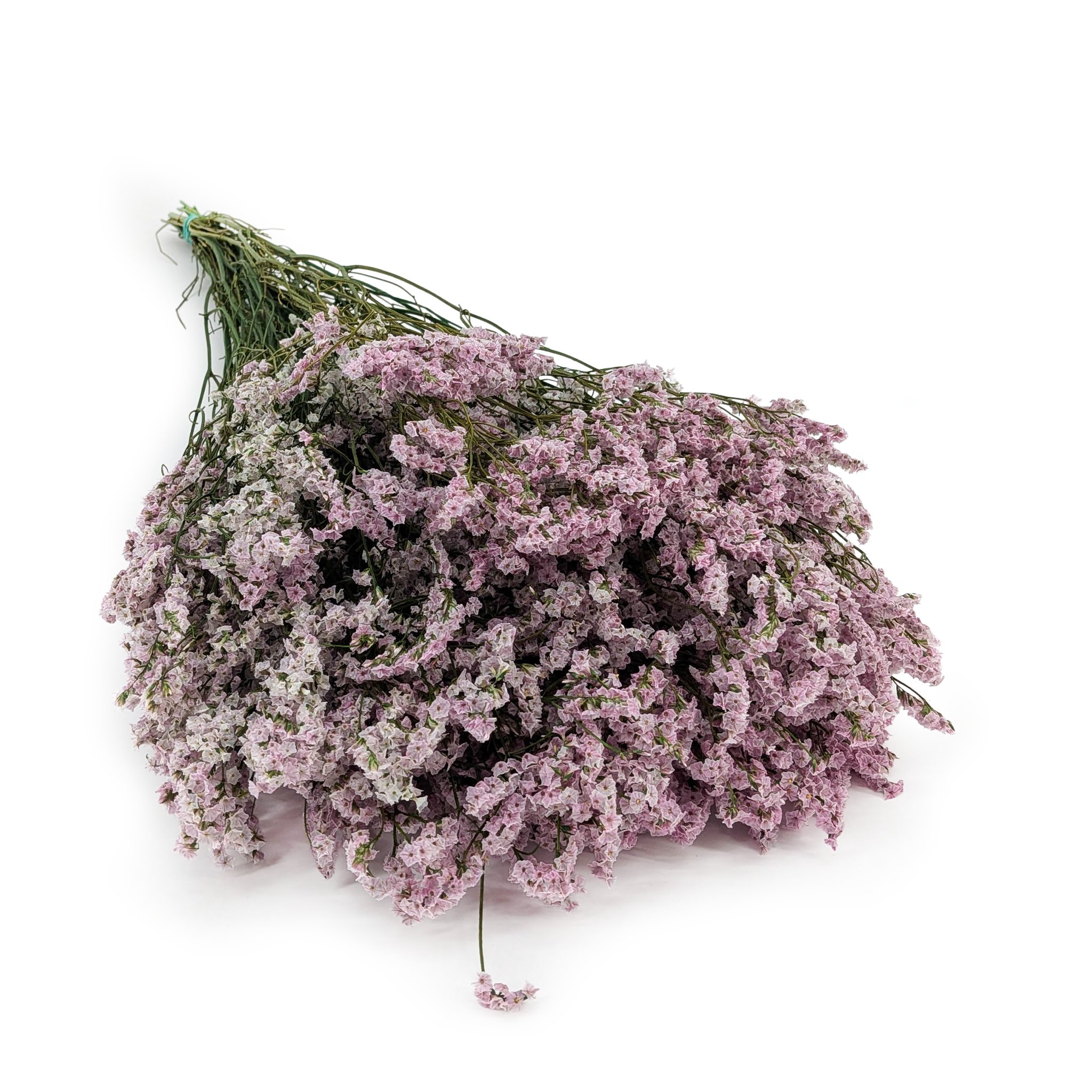 Stabilisiertes Limonium – (Limonium Sinense) – Verblasstes Flieder