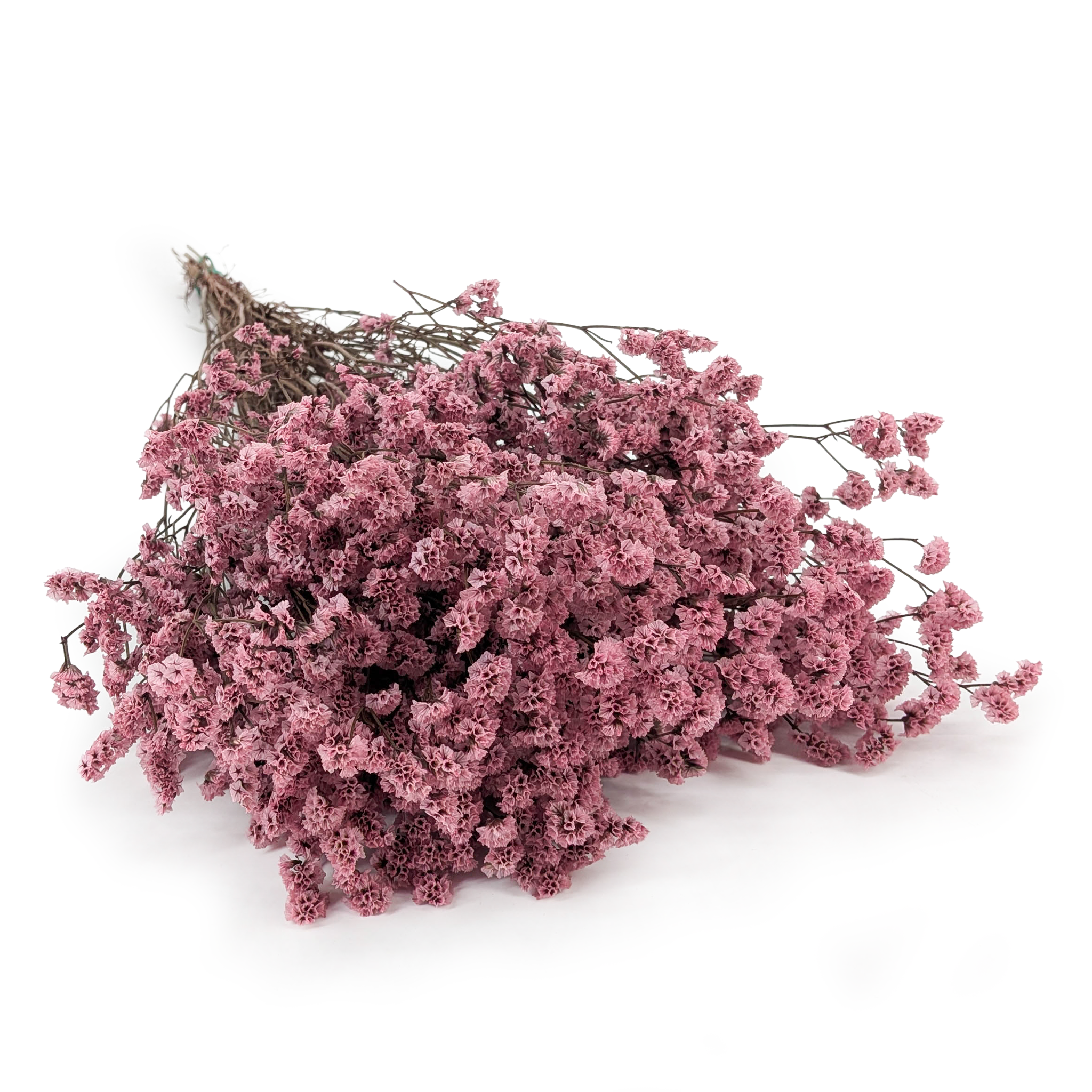 Stabilisiertes Limonium – (Limonium Sinense) – Antikrosa