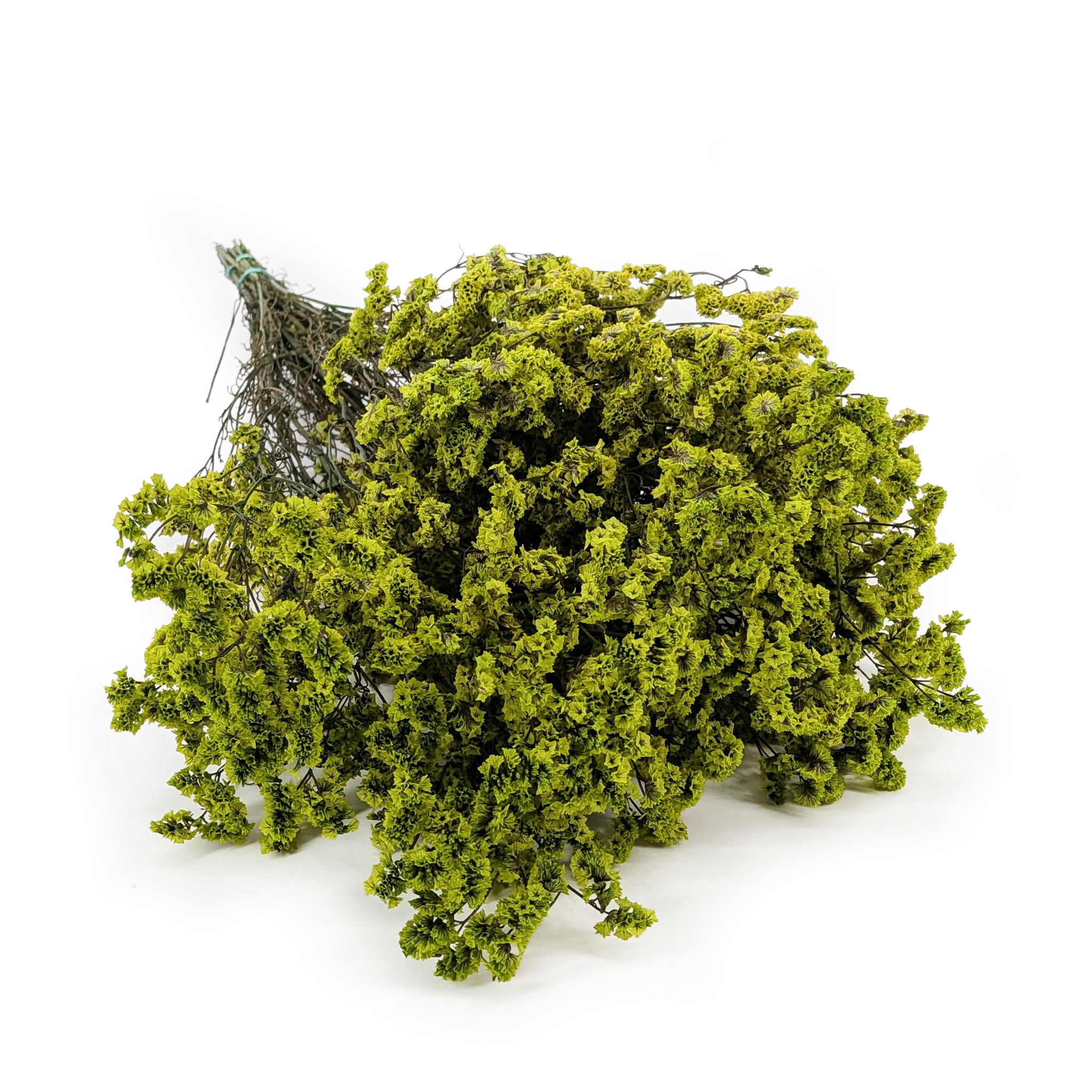 Stabilisiertes Limonium – (Limonium Sinense) – Hellgrün