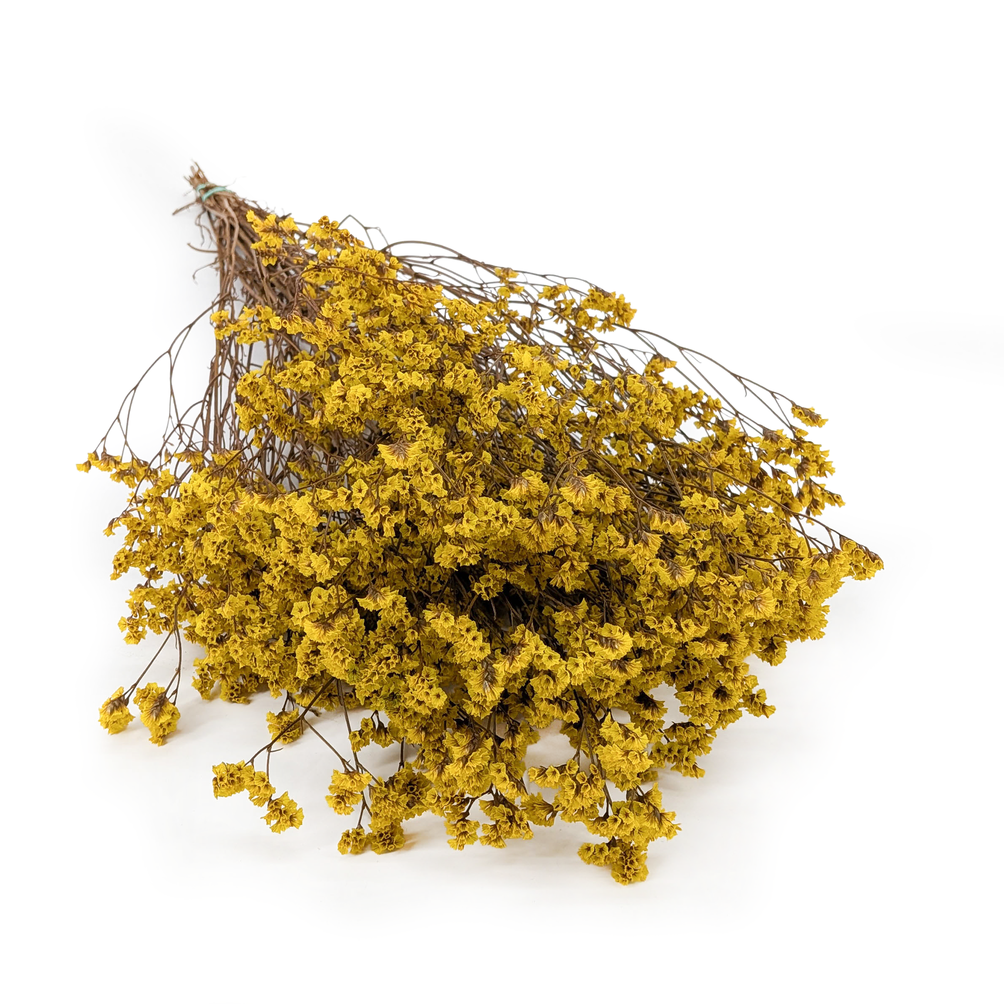 Stabilisiertes Limonium – (Limonium Sinense) – Safrangelb