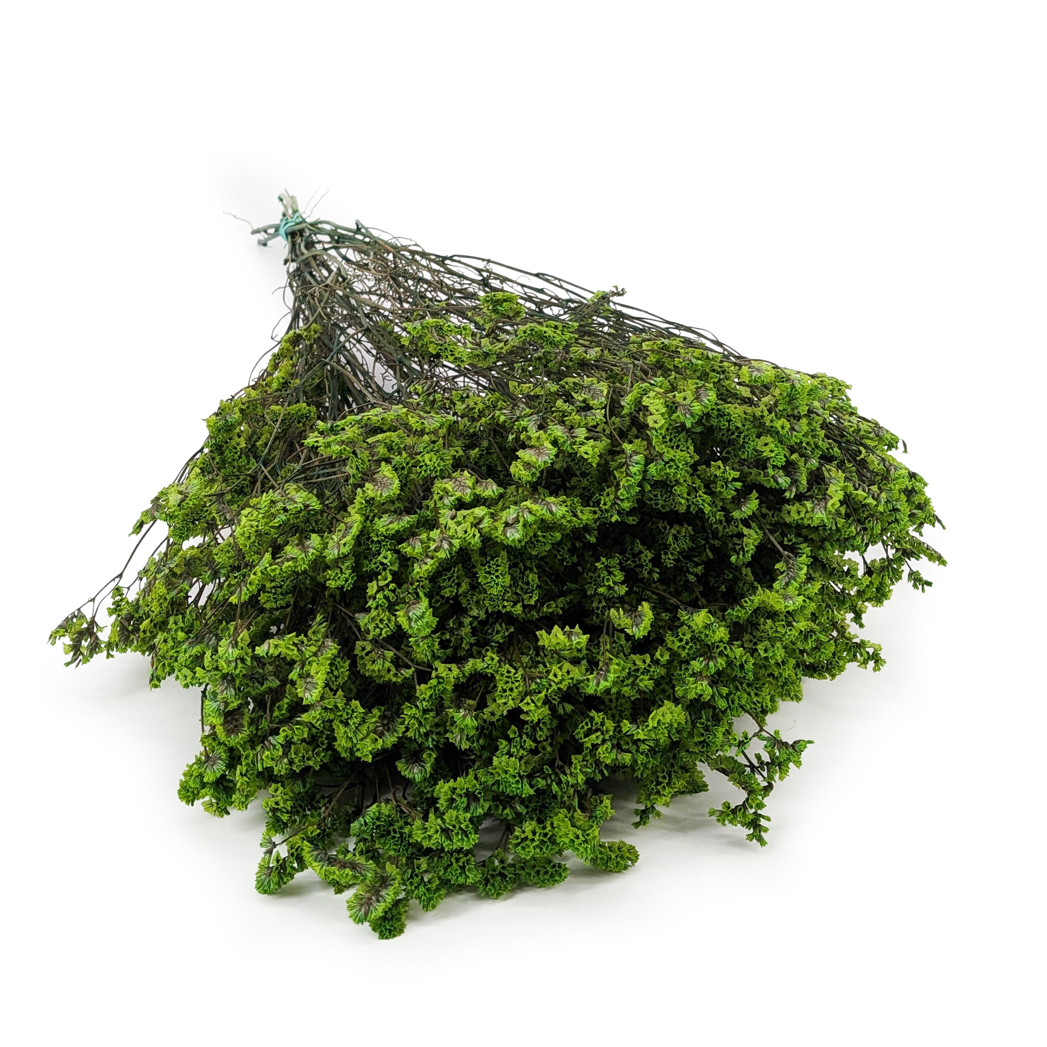 Stabilisiertes Limonium – (Limonium Sinense) – Tiefgrün