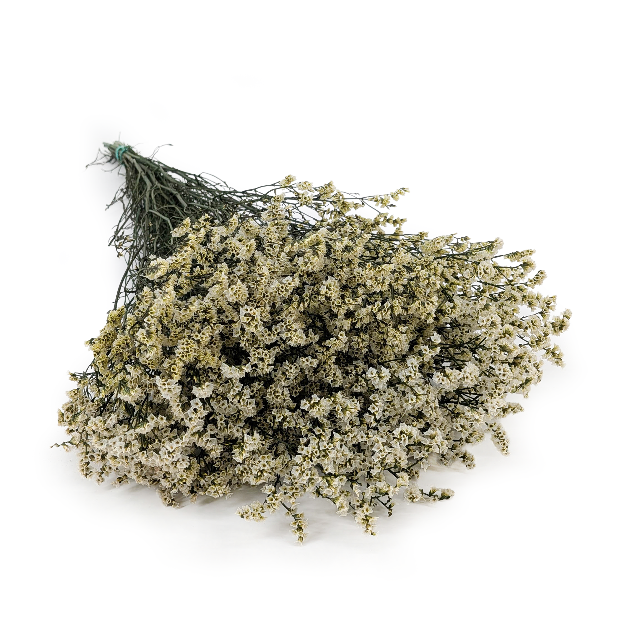 Stabilisiertes Limonium – (Limonium Sinense) – Vintage Creme