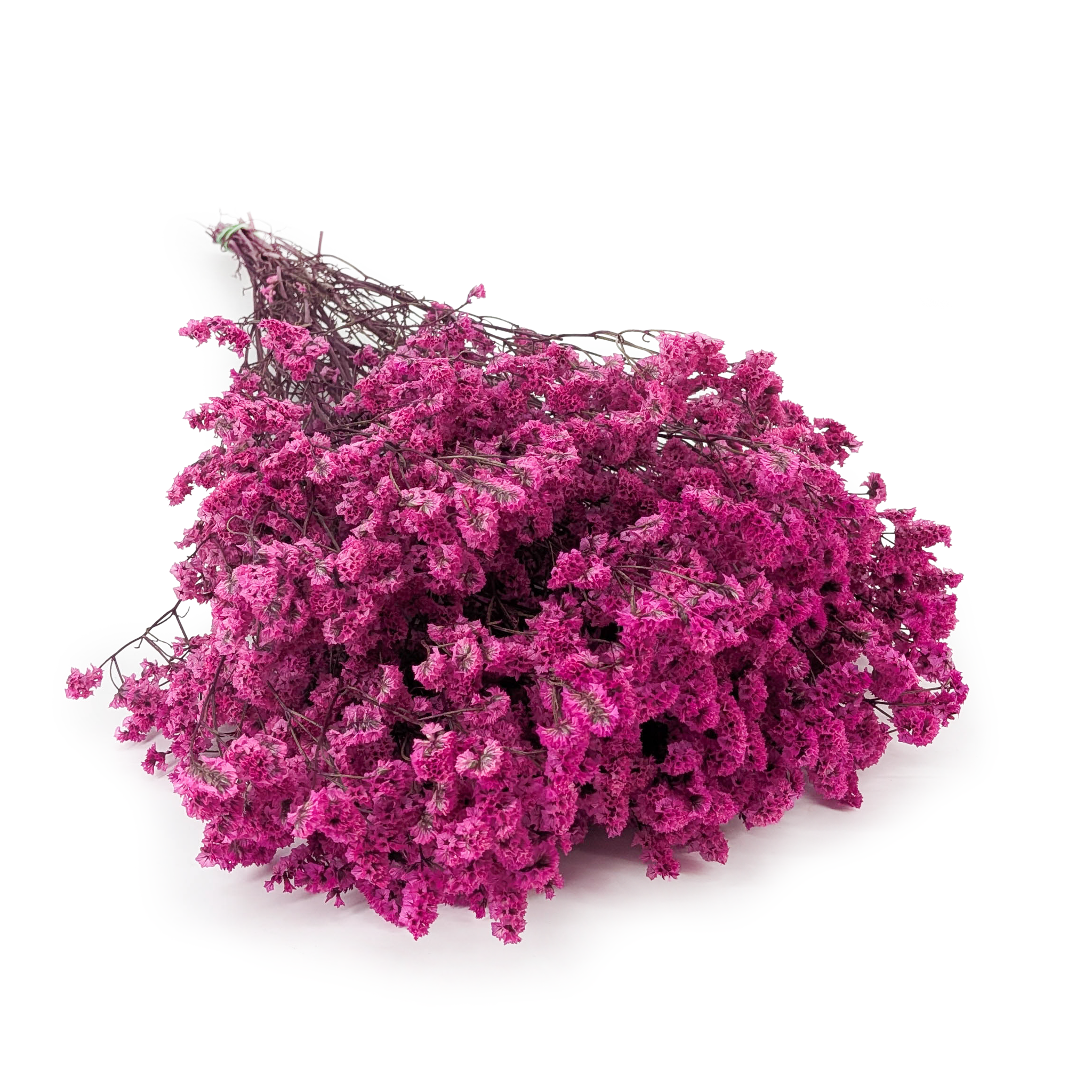 Stabilisiertes Limonium – (Limonium Sinense) – Himbeer-Fuchsia