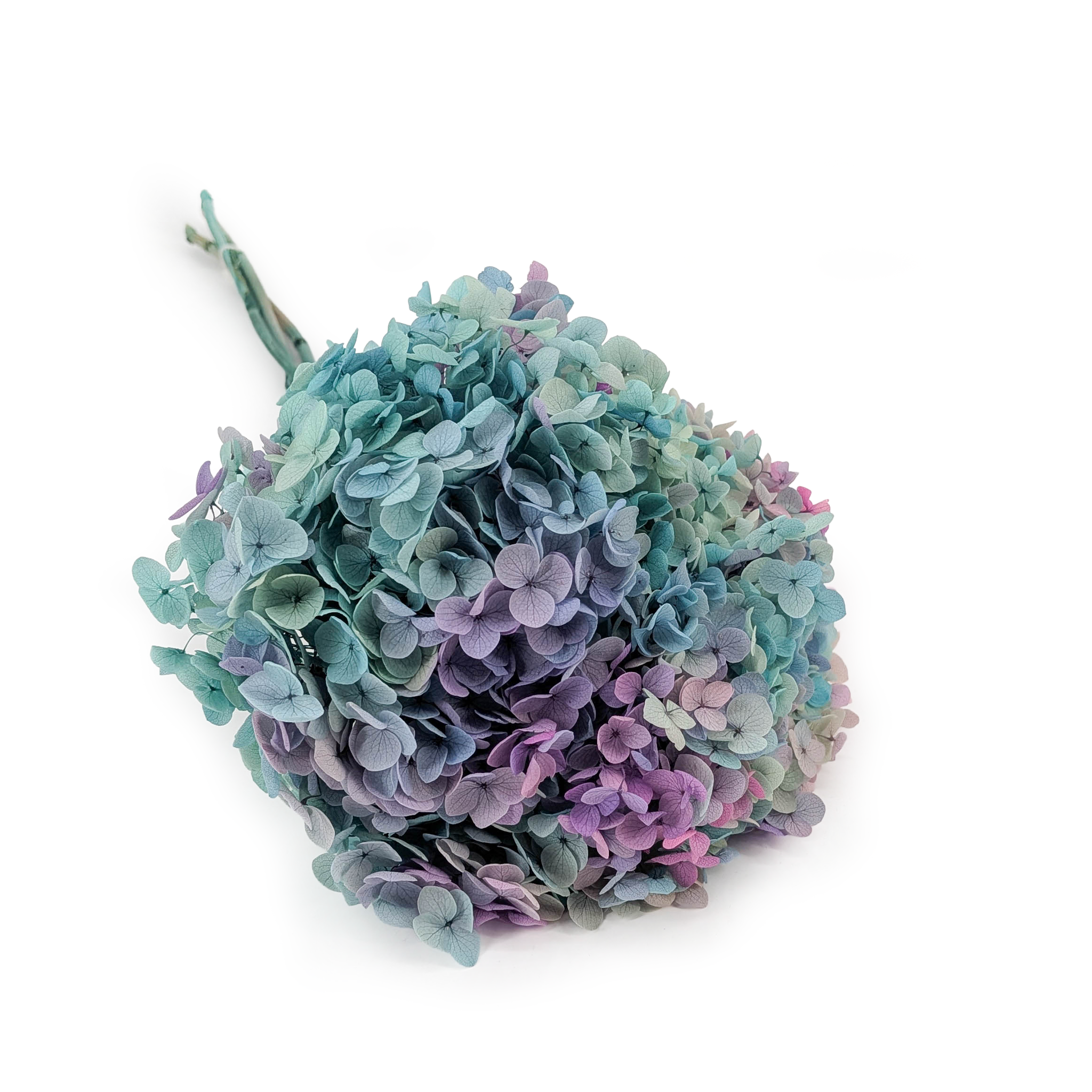 Stabilisierte Hortensie (Hydrangea Cabeza) - Royal - Grüne Aurora