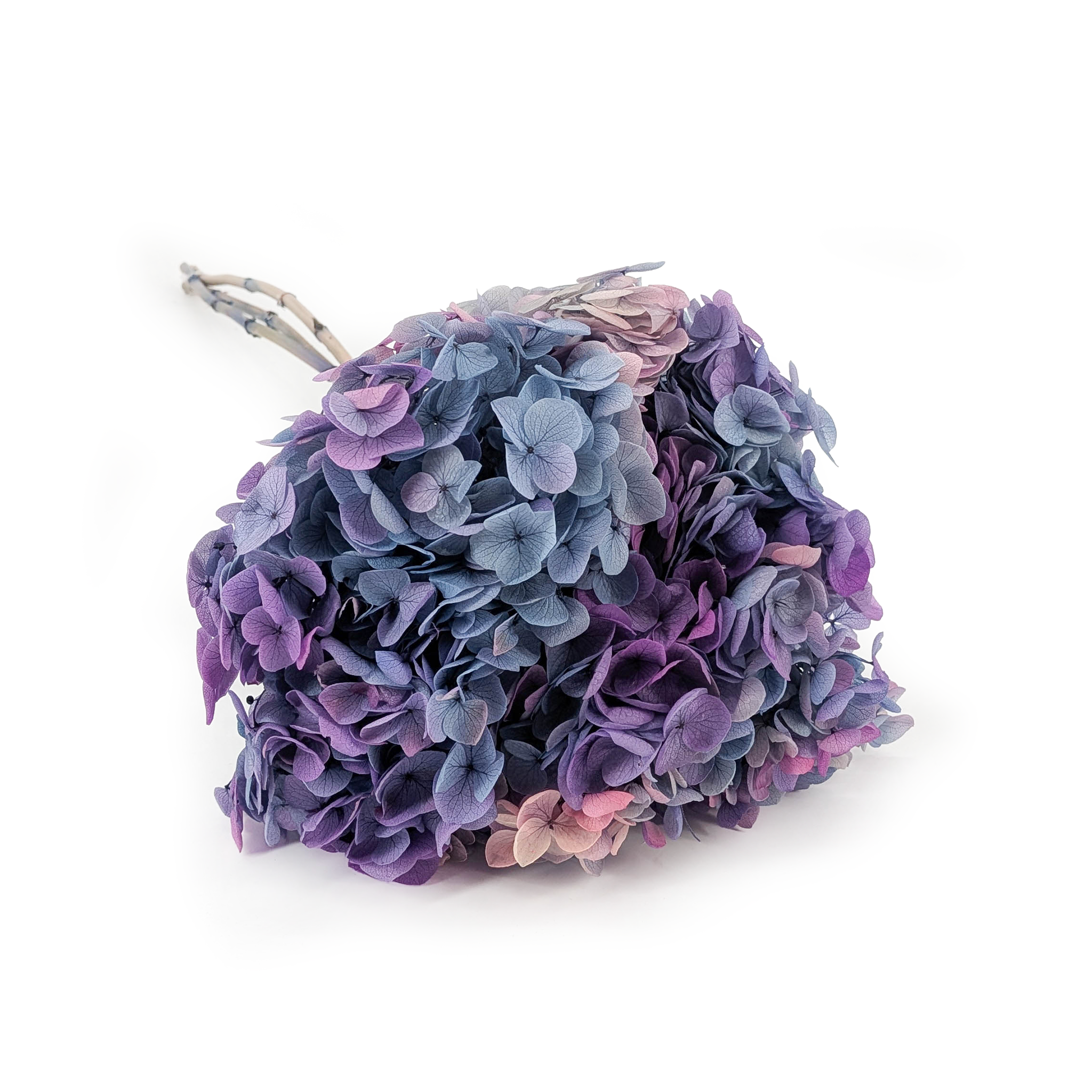 Stabilisierte Hortensie (Hydrangea Cabeza) - Royal - Violette Aurora