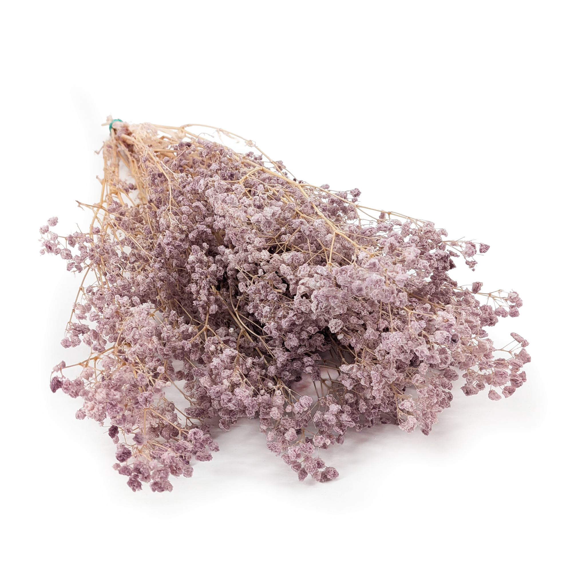Stabilisiertes Schleierkraut - Cotton - (Gypsophila) - Puderlavendel