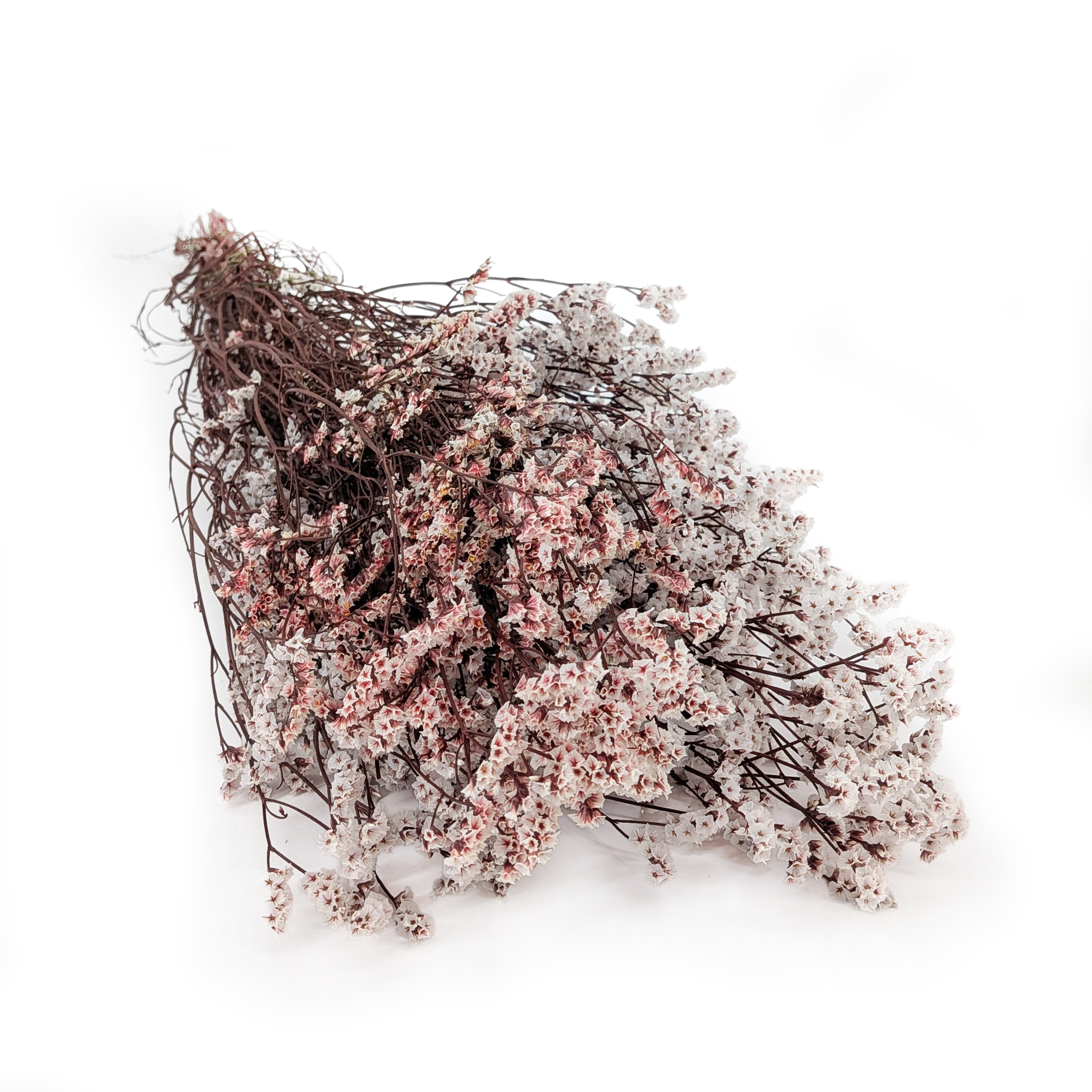 Stabilisiertes Limonium – (Limonium Sinense) – Vintage Creme
