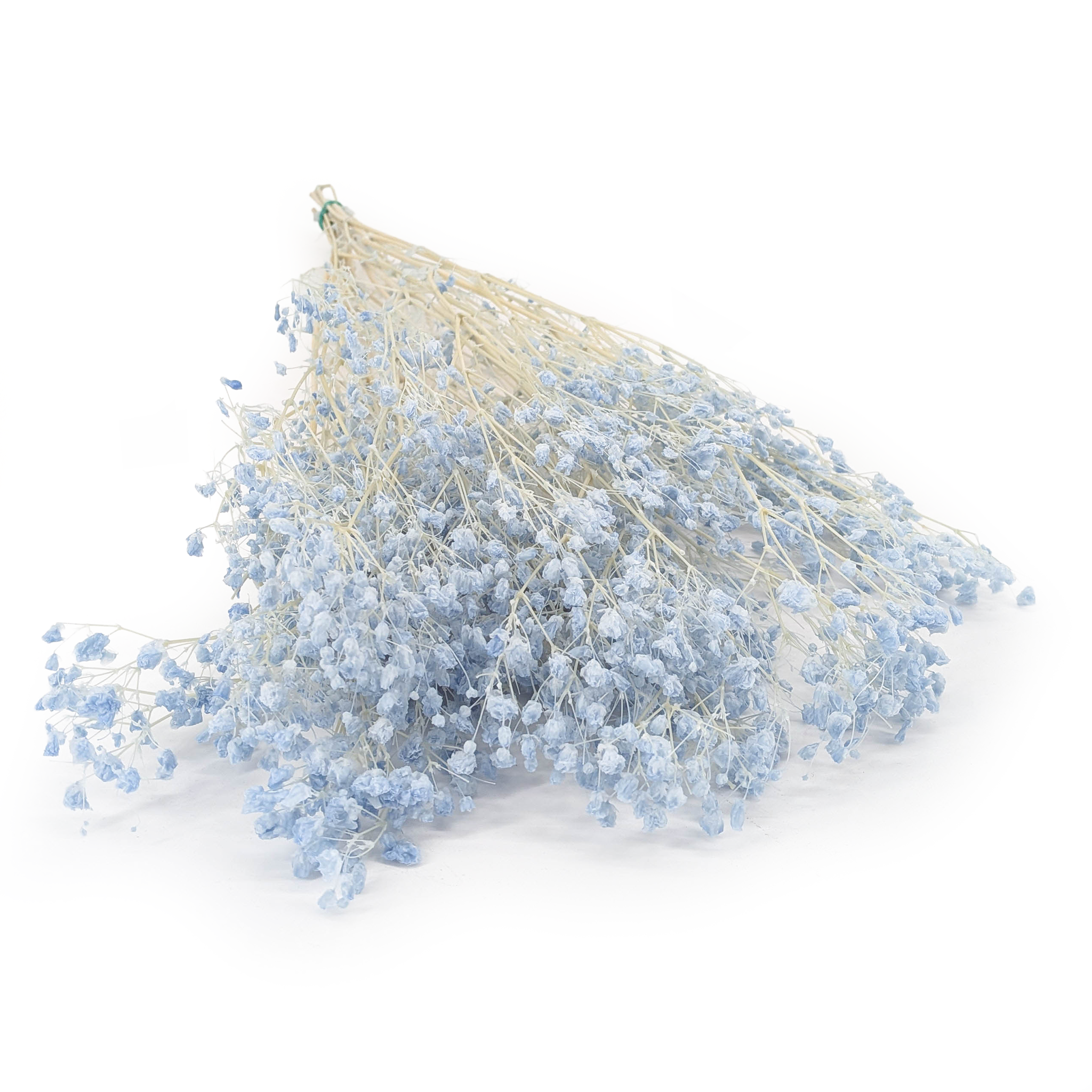 Stabilisiertes Schleierkraut - Cotton - (Gypsophila) - Himmelblau
