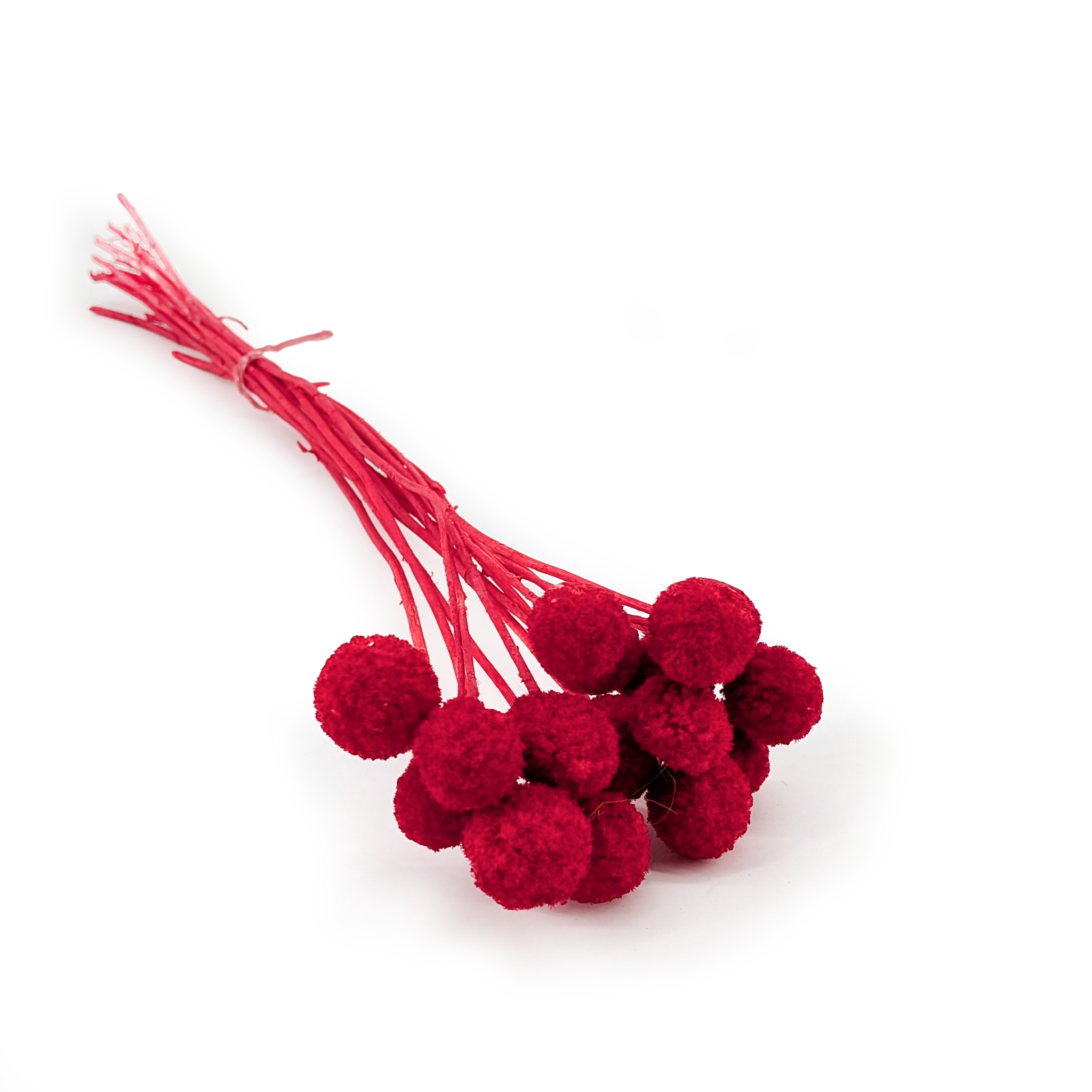 Rot Craspedia - (Extra Craspedia) - Bouquet mit 15 Stk