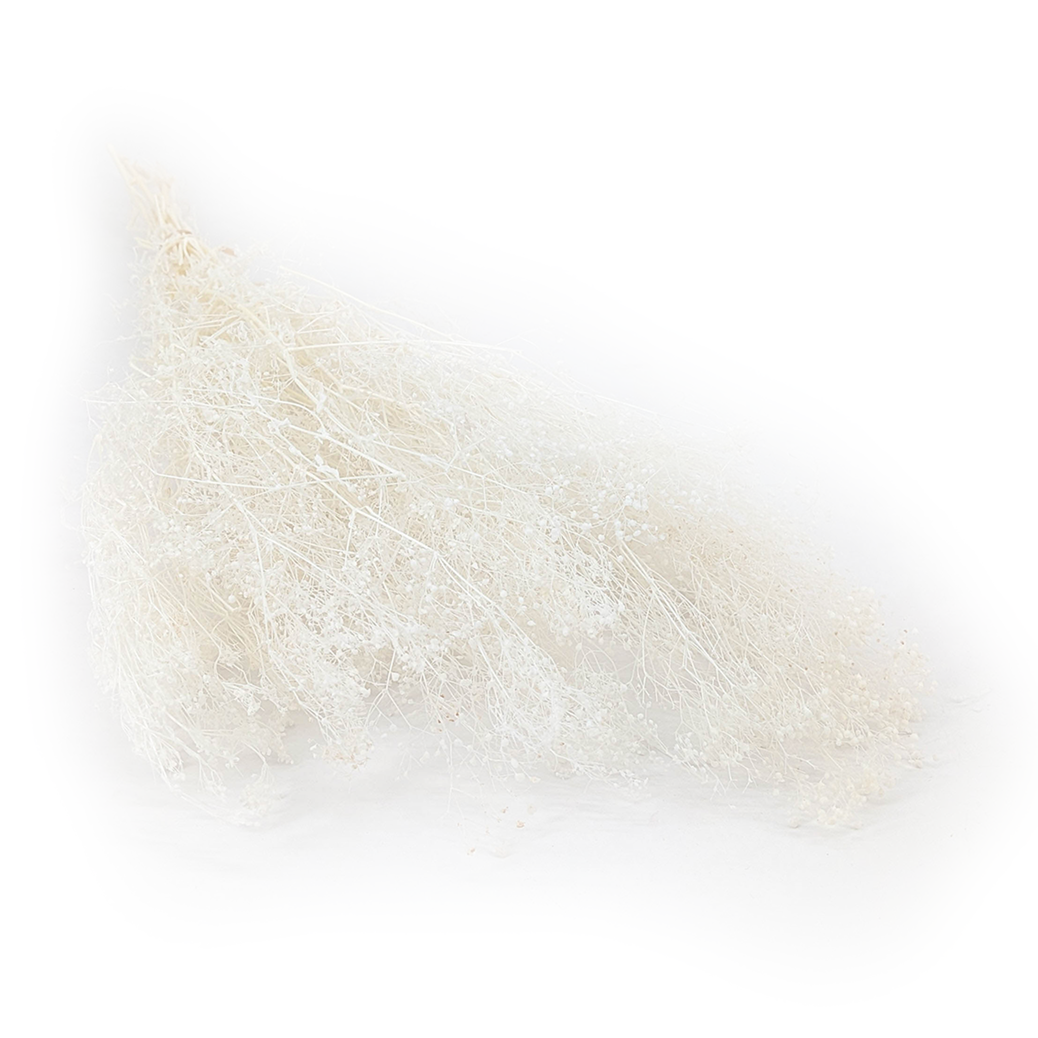 Kleines Shleierkraut Stabilisiertes - (Gypsophila) - Gebleicht