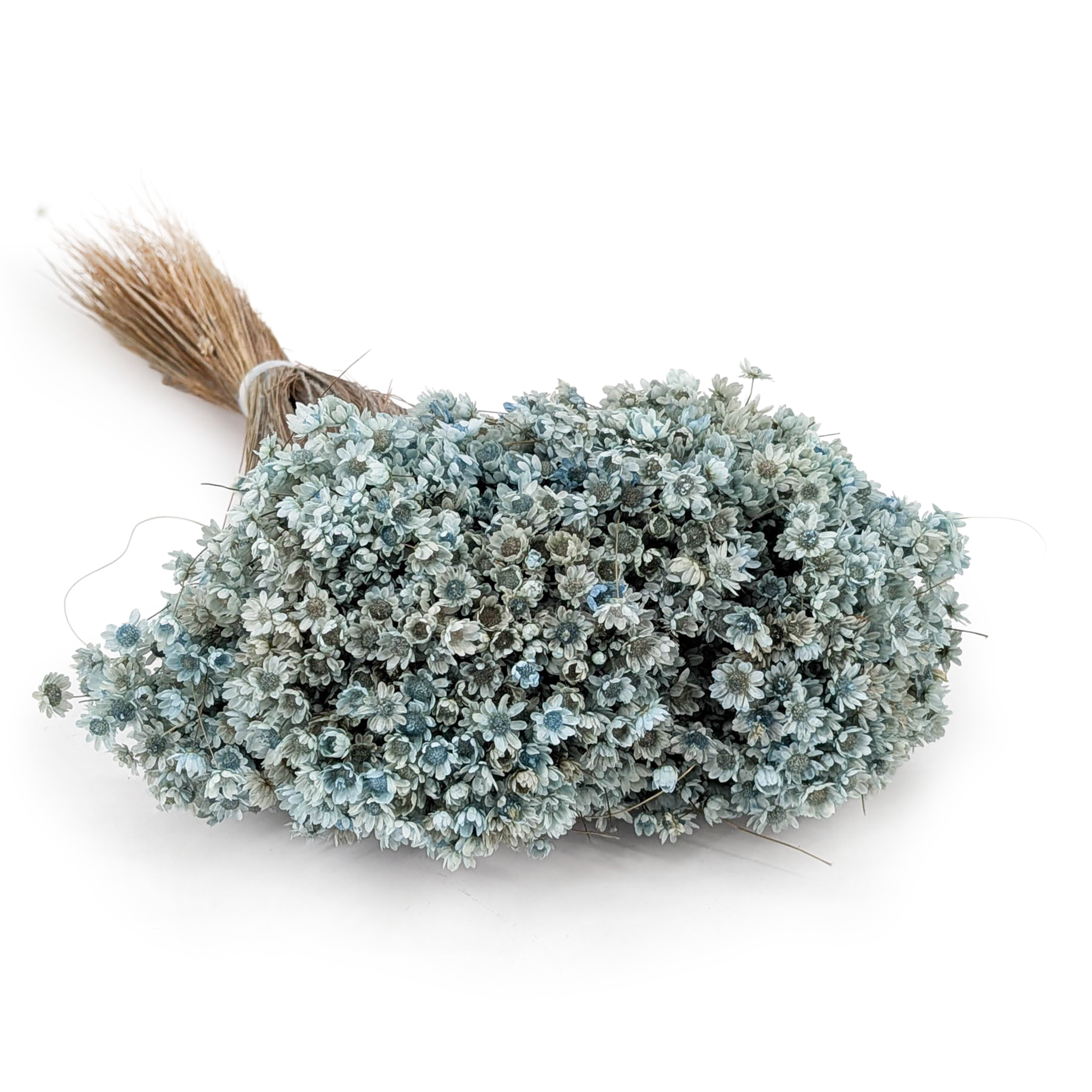Getrocknete Glixia (Marcela) – Hellblau