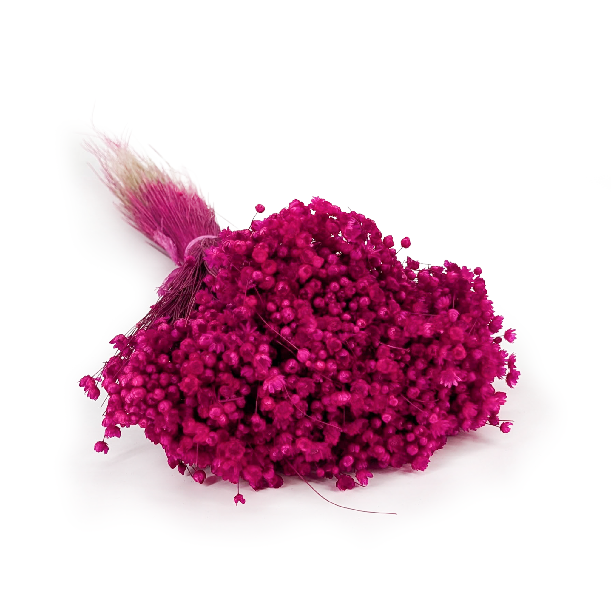 Glixia Getrocknete - (Glixia Marcela) - Neon-Fuchsia