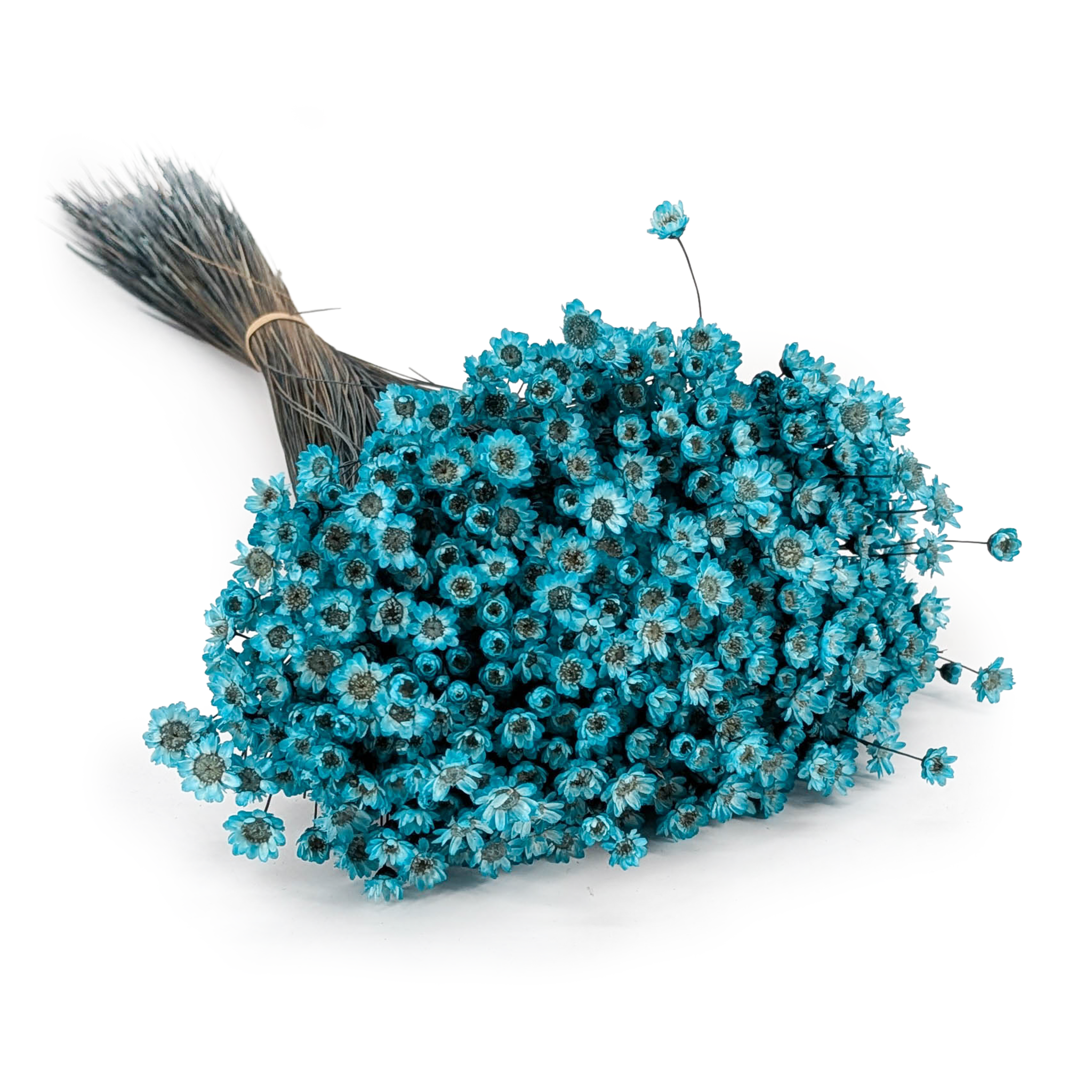 Glixia Getrocknete - (Comanthera) - Blau