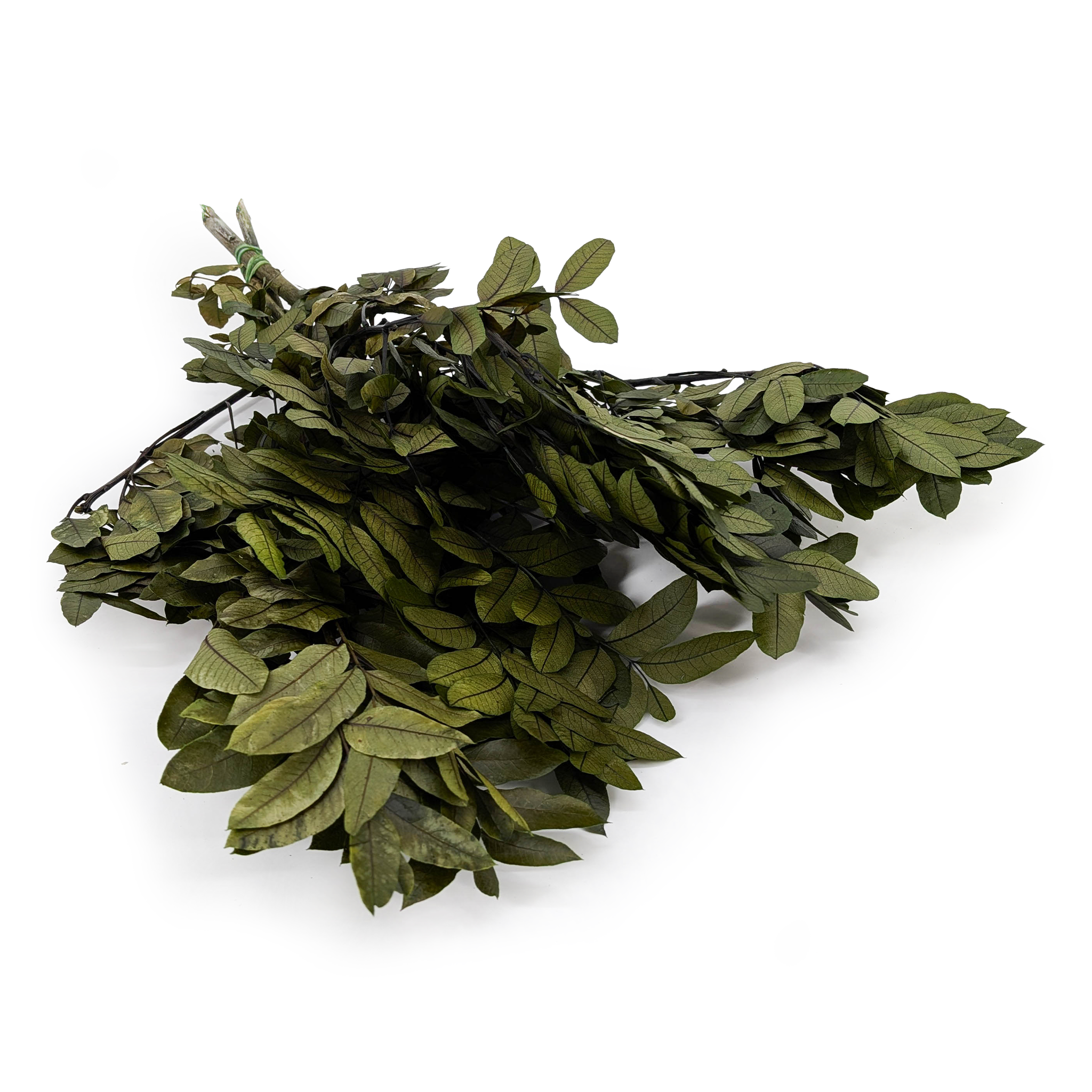 Stabilisierte Pistazie – Pistacia – Grün