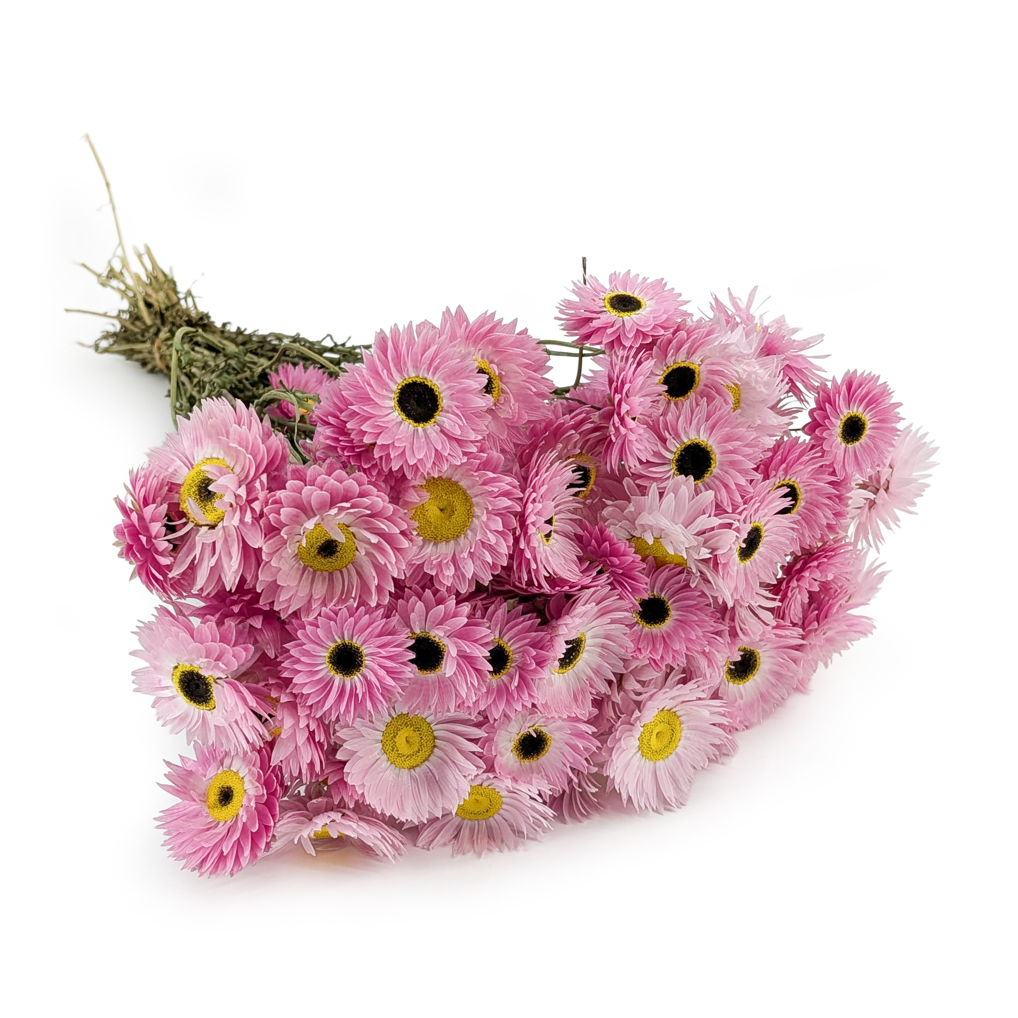Getrocknetes Acroclinium – (Rhodanthe) – Rosa – PREMIUM
