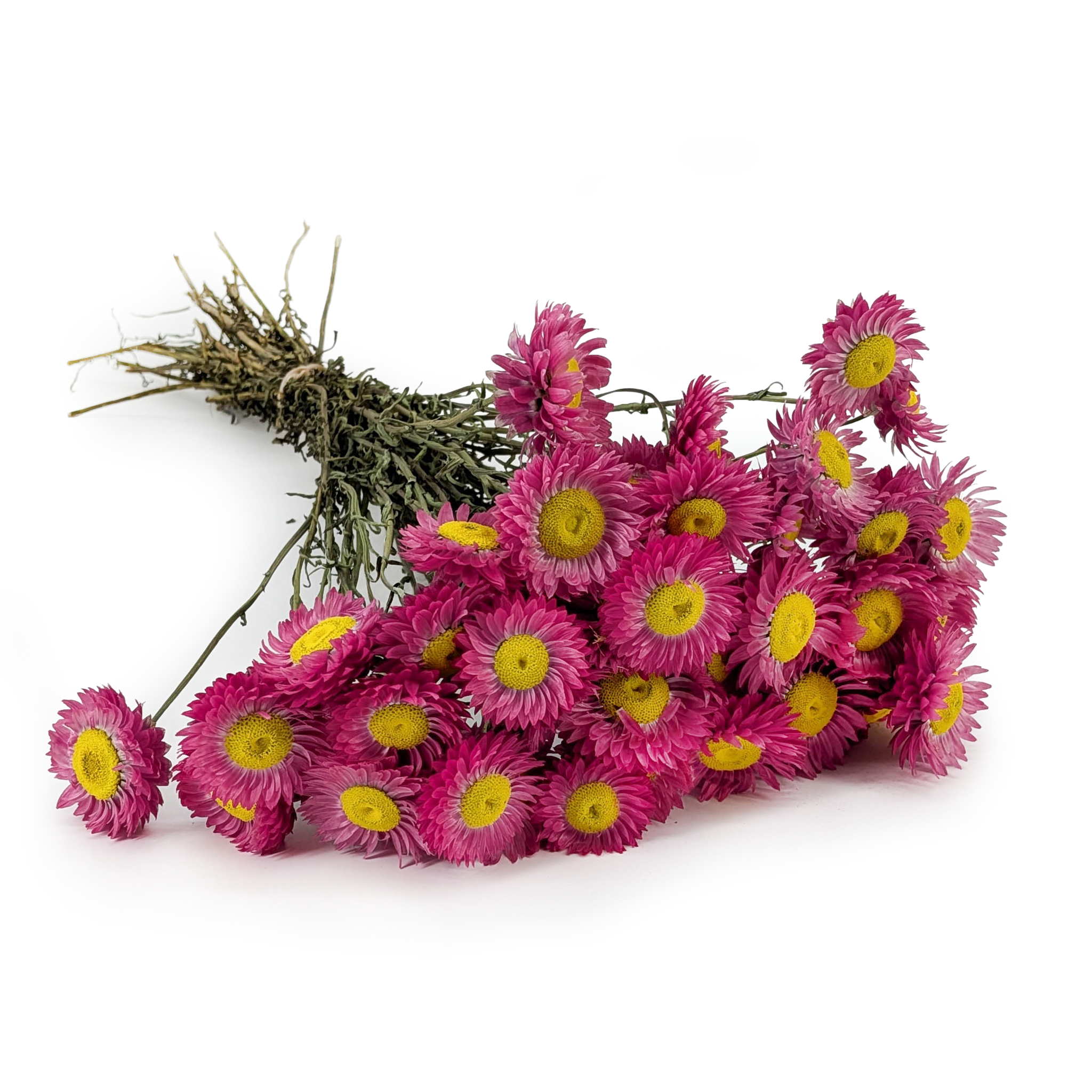 Getrocknetes Acroclinium – (Rhodanthe) – Dunkelrosa – PREMIUM