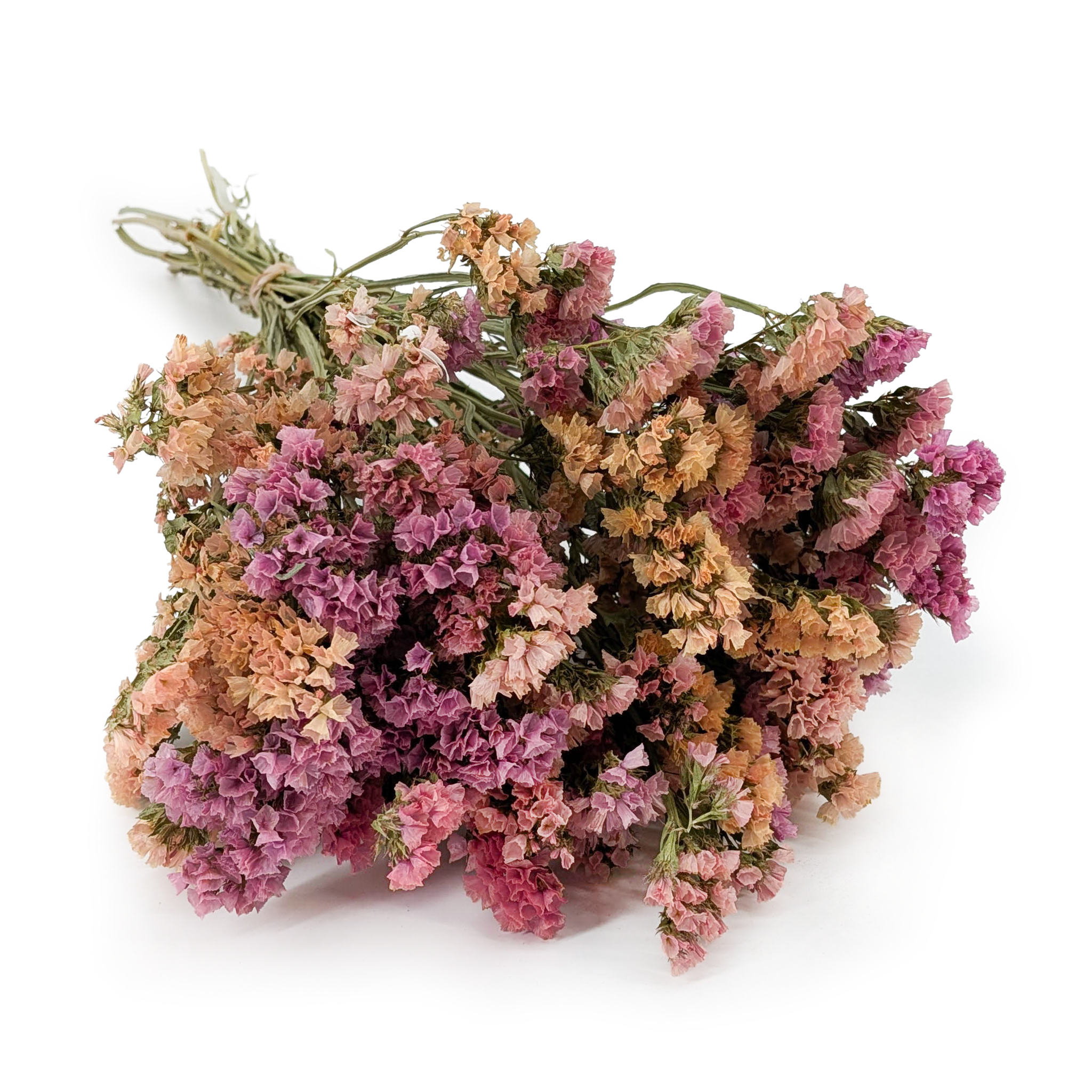 Geflügelter Strandflieder - Limonium sinuatum - Apricot