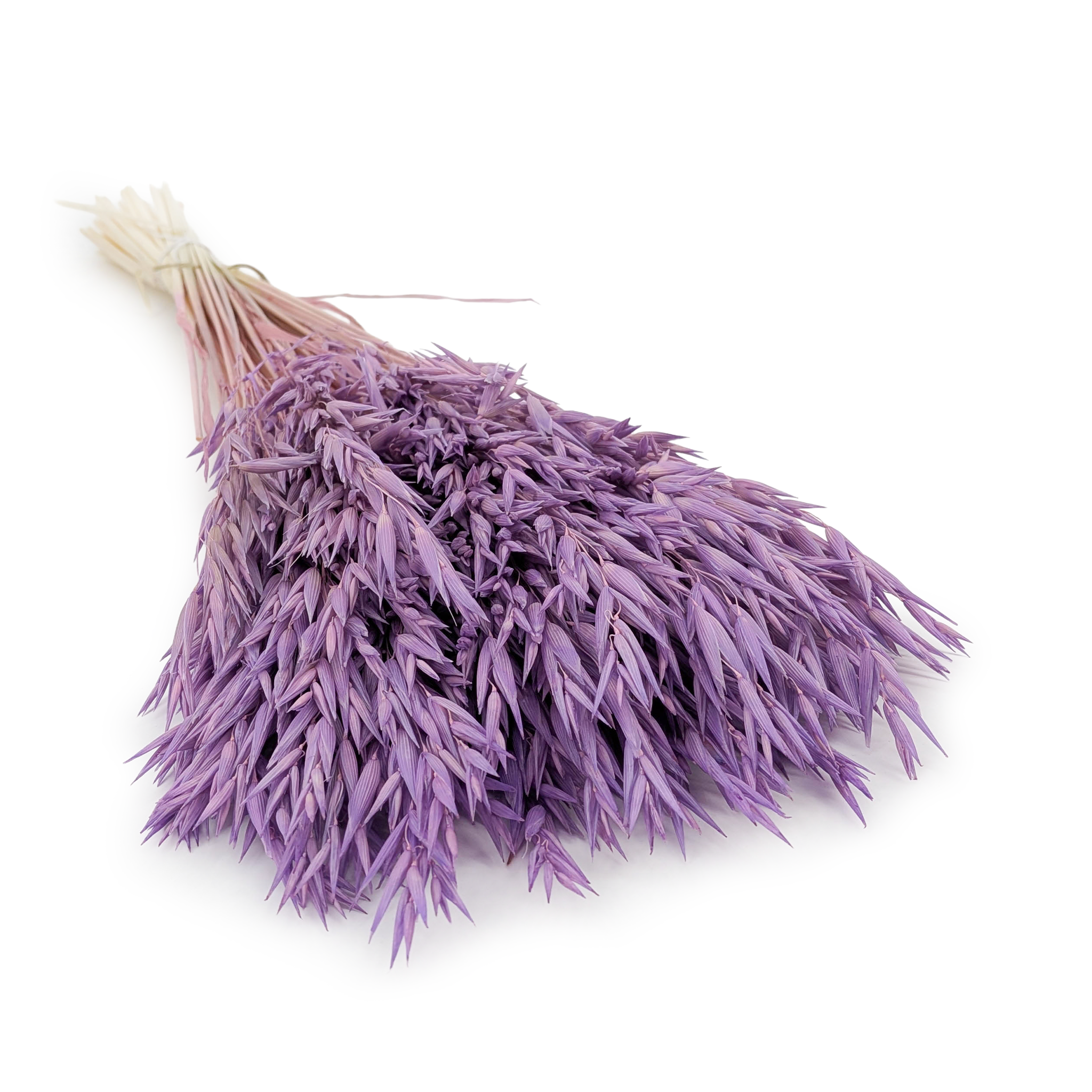 Getrocknete Gerste -  Violette