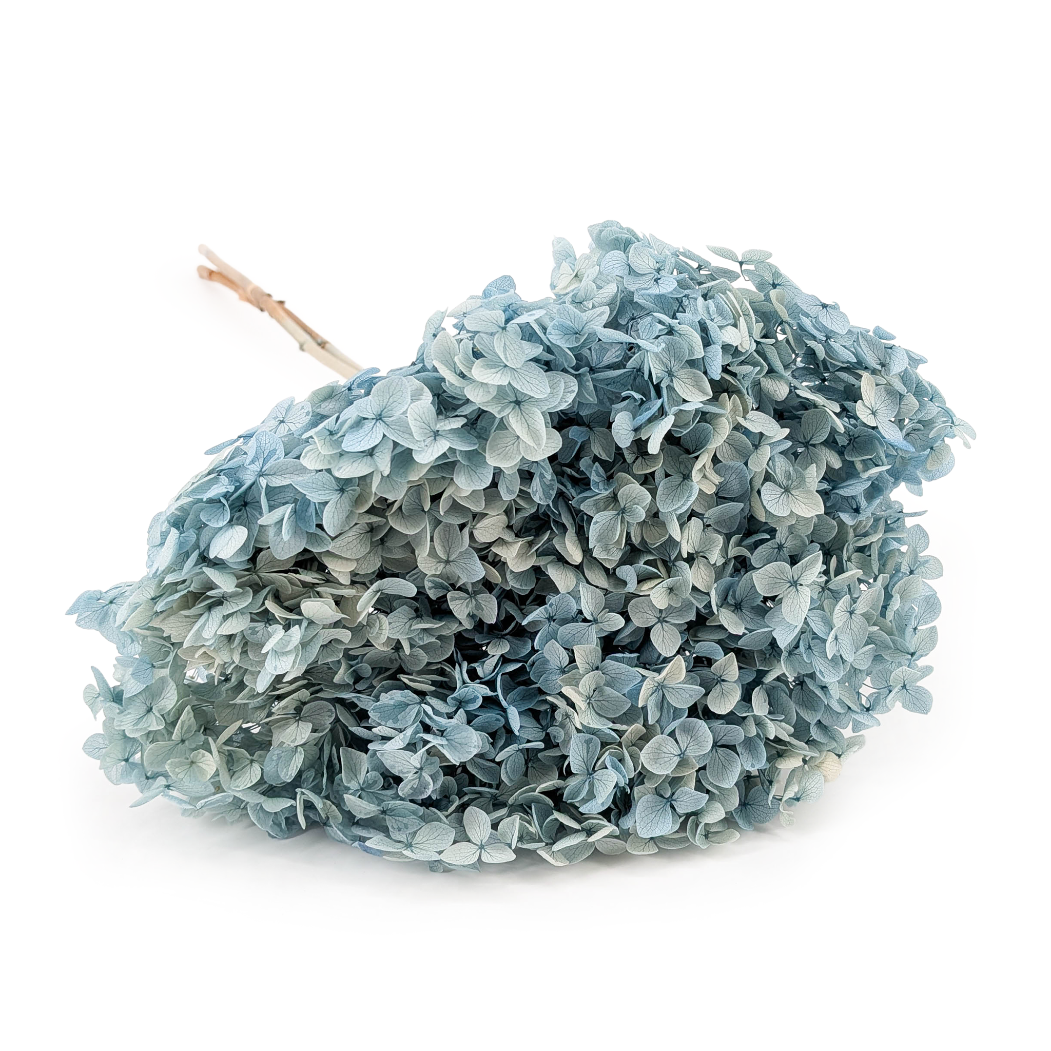 Stabilisierte Hortensie (Hydrangea Cabeza) - Royal - Blau