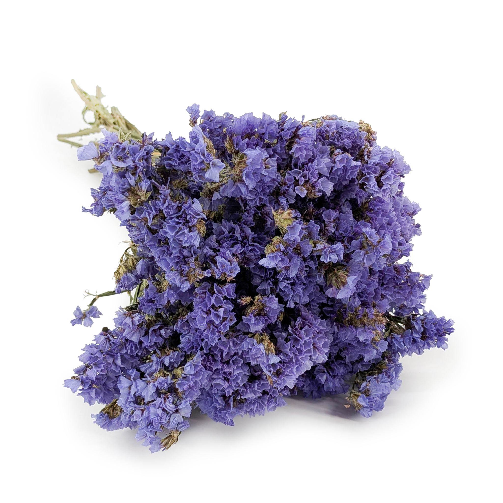 Getrockneter Strandflieder – (Limonium sinuatum) – Blau 