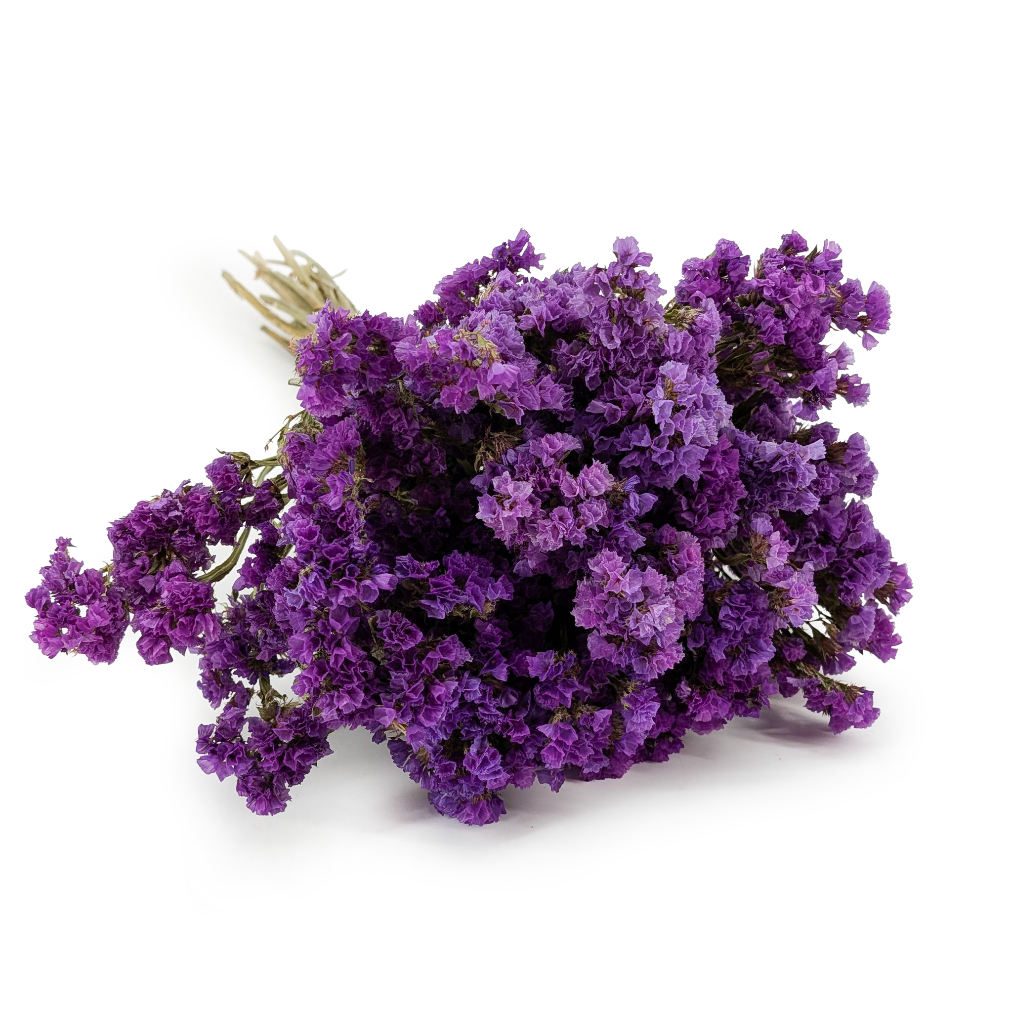 Geflügelter Strandflieder - Limonium sinuatum - Lila