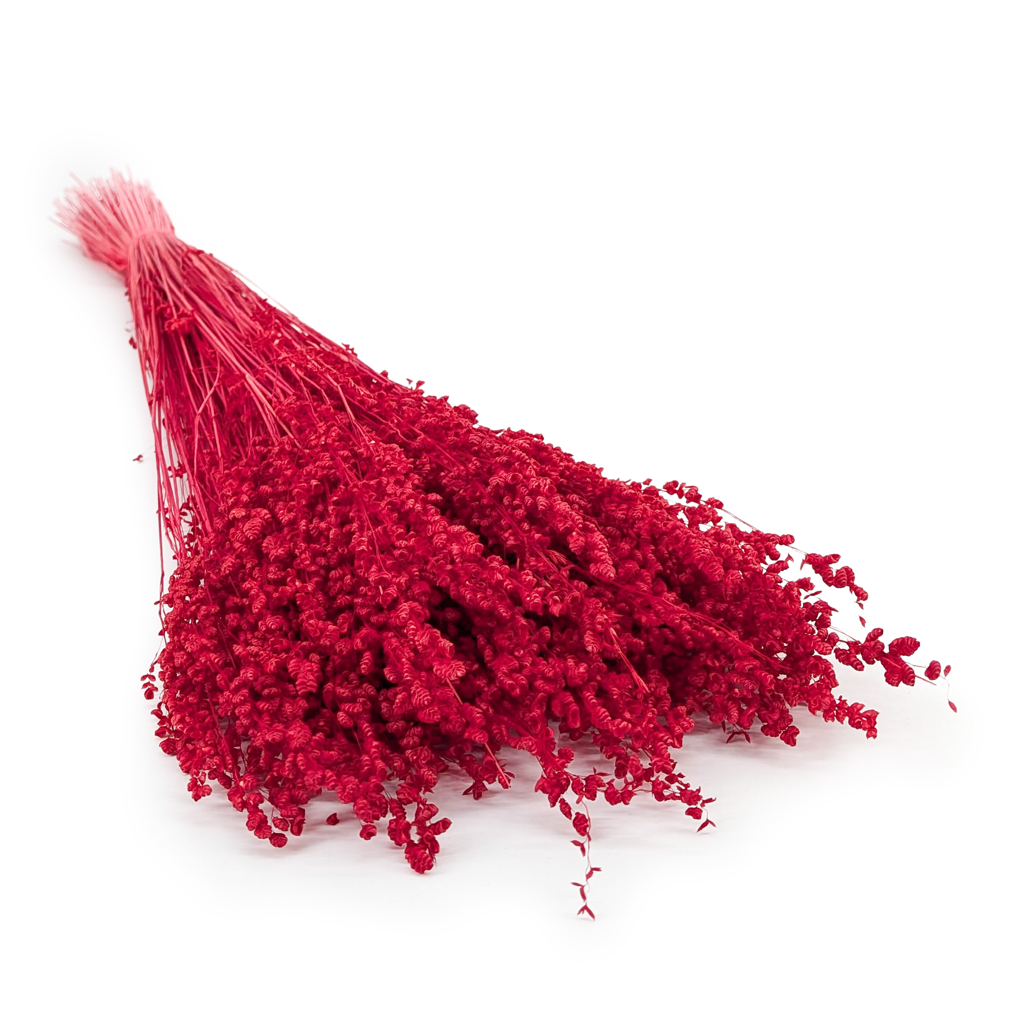 Getrocknete Mini-Zittergras – Briza minima – Rot
