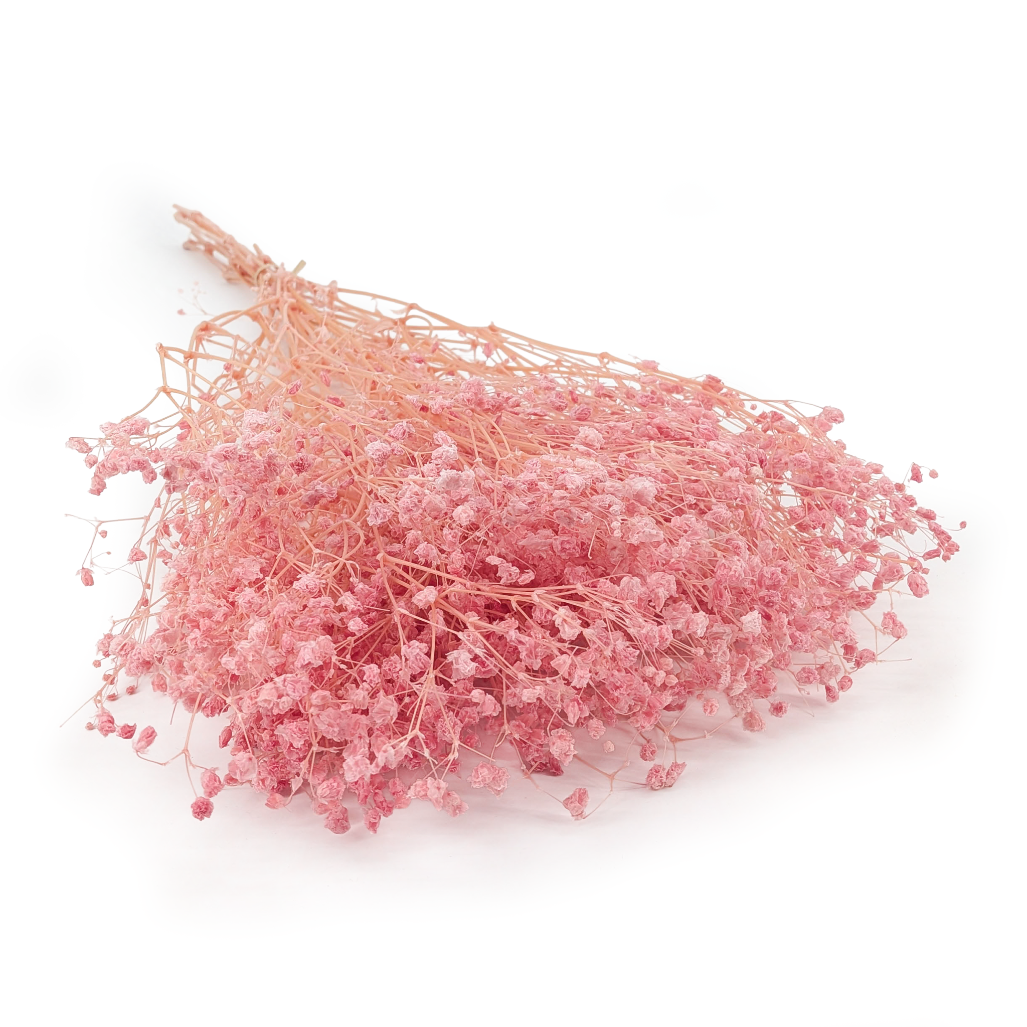 Stabilisiertes Schleierkraut - Cotton - (Gypsophila) - Puderrosa