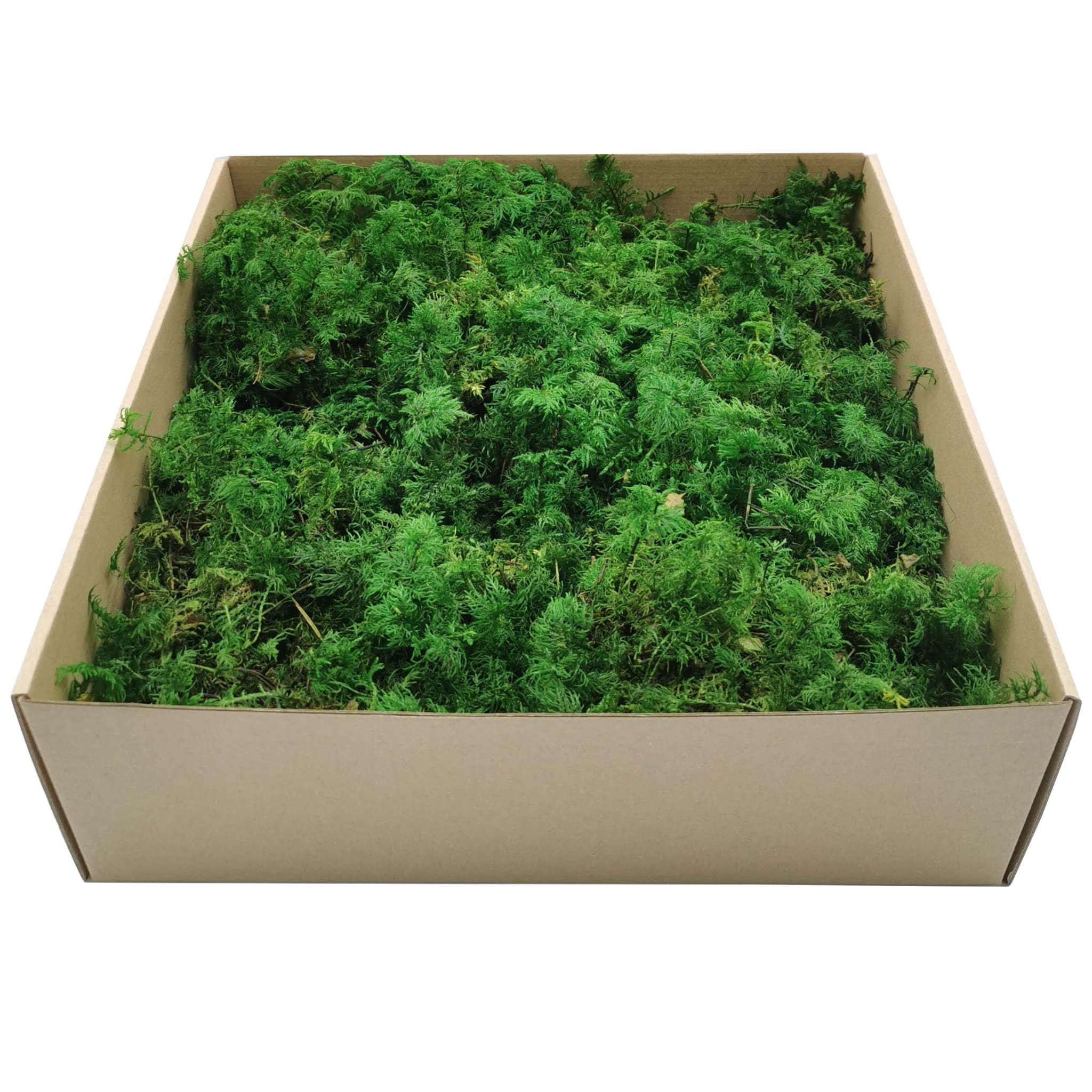 Farnmoos - Grün - 200g