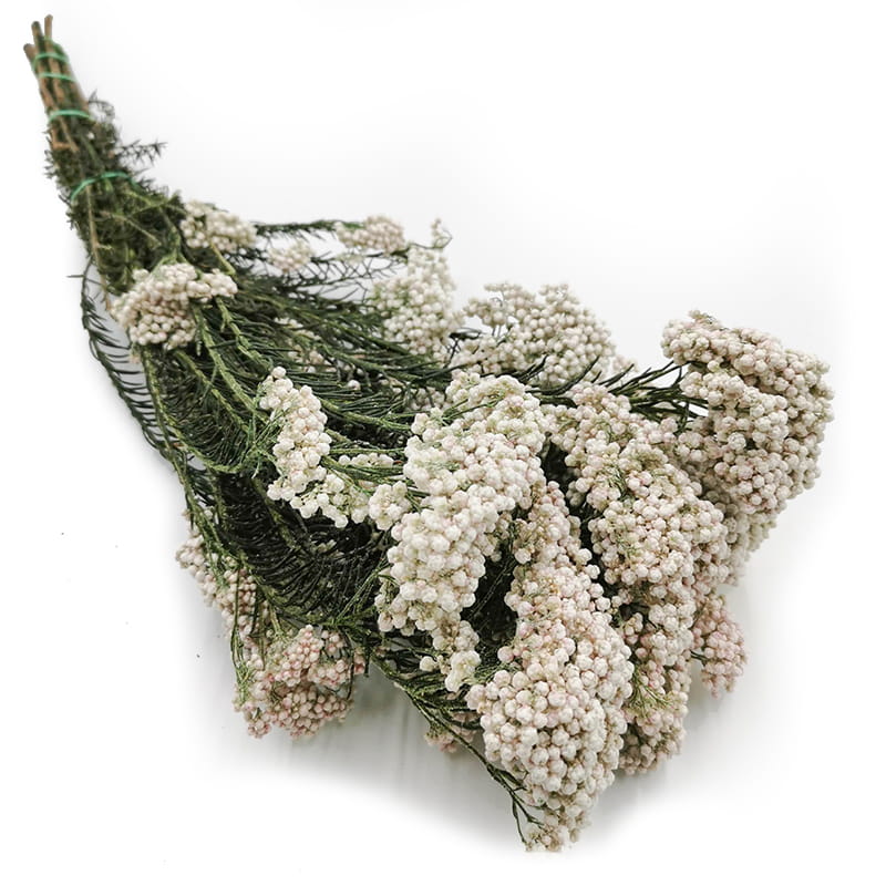 Stabilisiertes Ozothamnus - (Diosmi) - Weiß