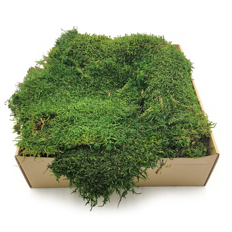 Flachmoos - Schweden - Dunkelgrün Natur 500g NET