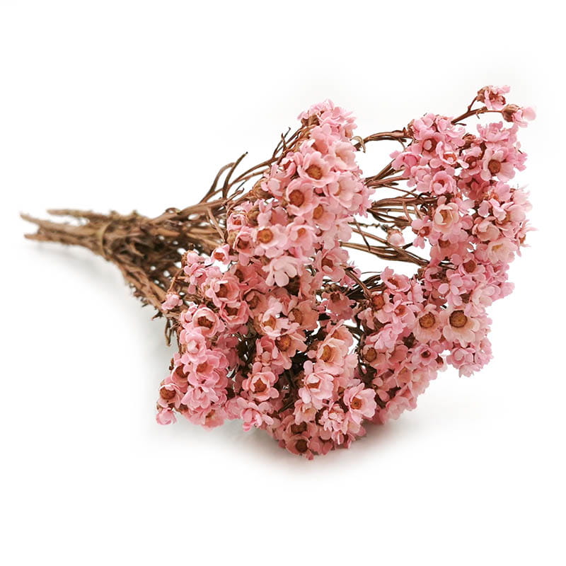 Oxodia Getrocknete - (Ixodia) - Rosa