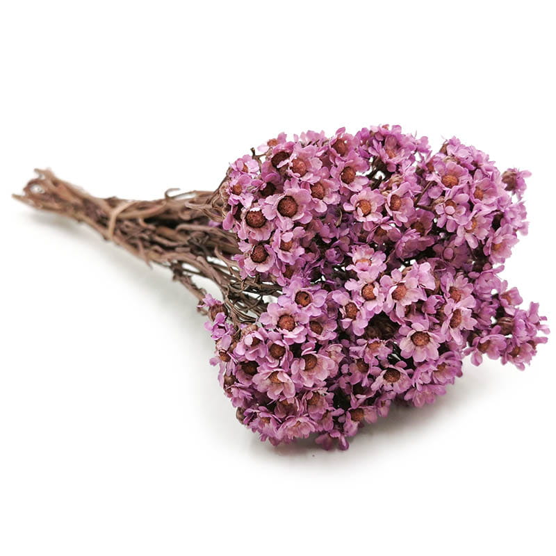Oxodia Getrocknete - (Ixodia) - Violett