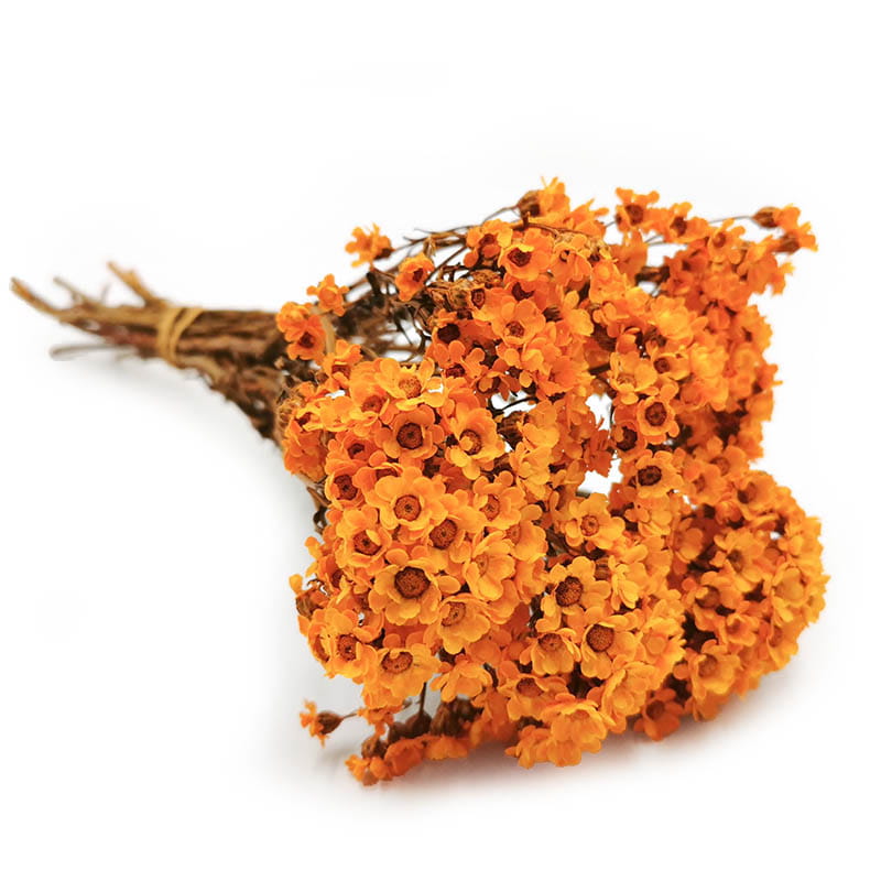 Oxodia Getrocknete -  (Ixodia) - Orange