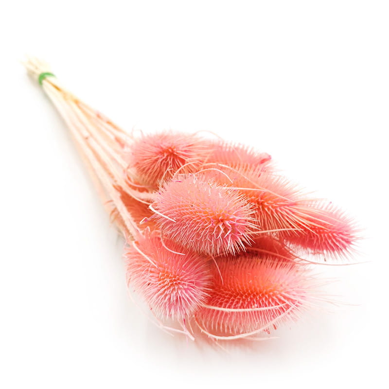 Distel - (Dipsacus) - Rosa